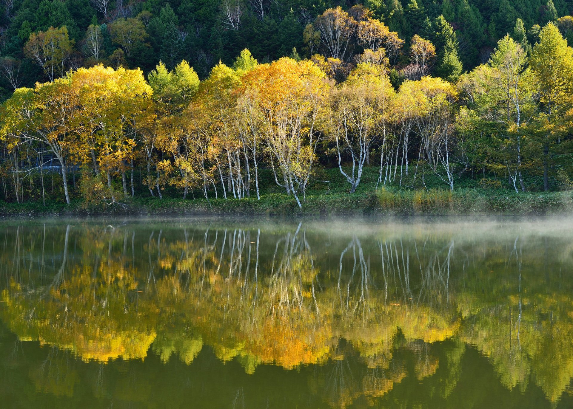 lope tree water lake fog autumn reflection