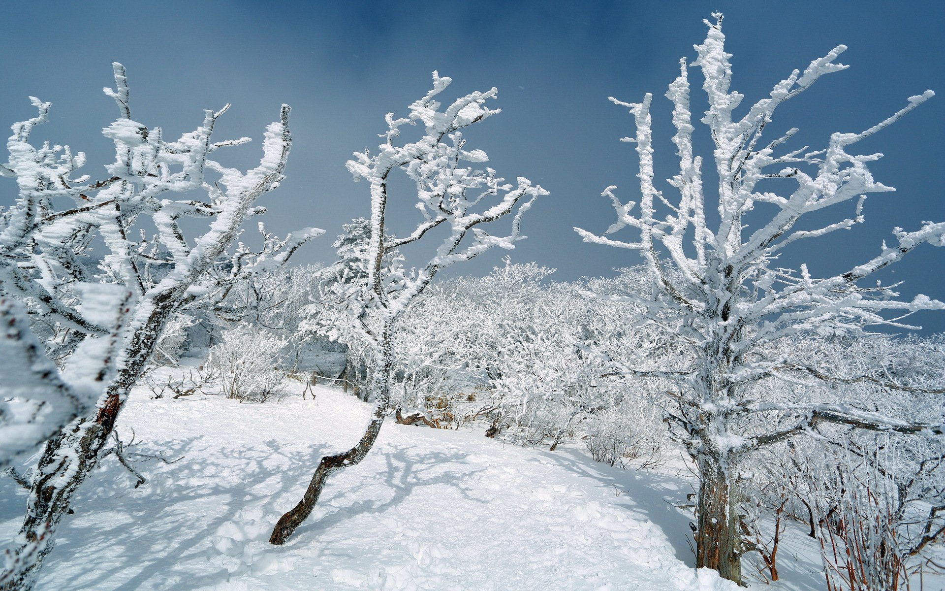 zima drzewa śnieg krajobraz