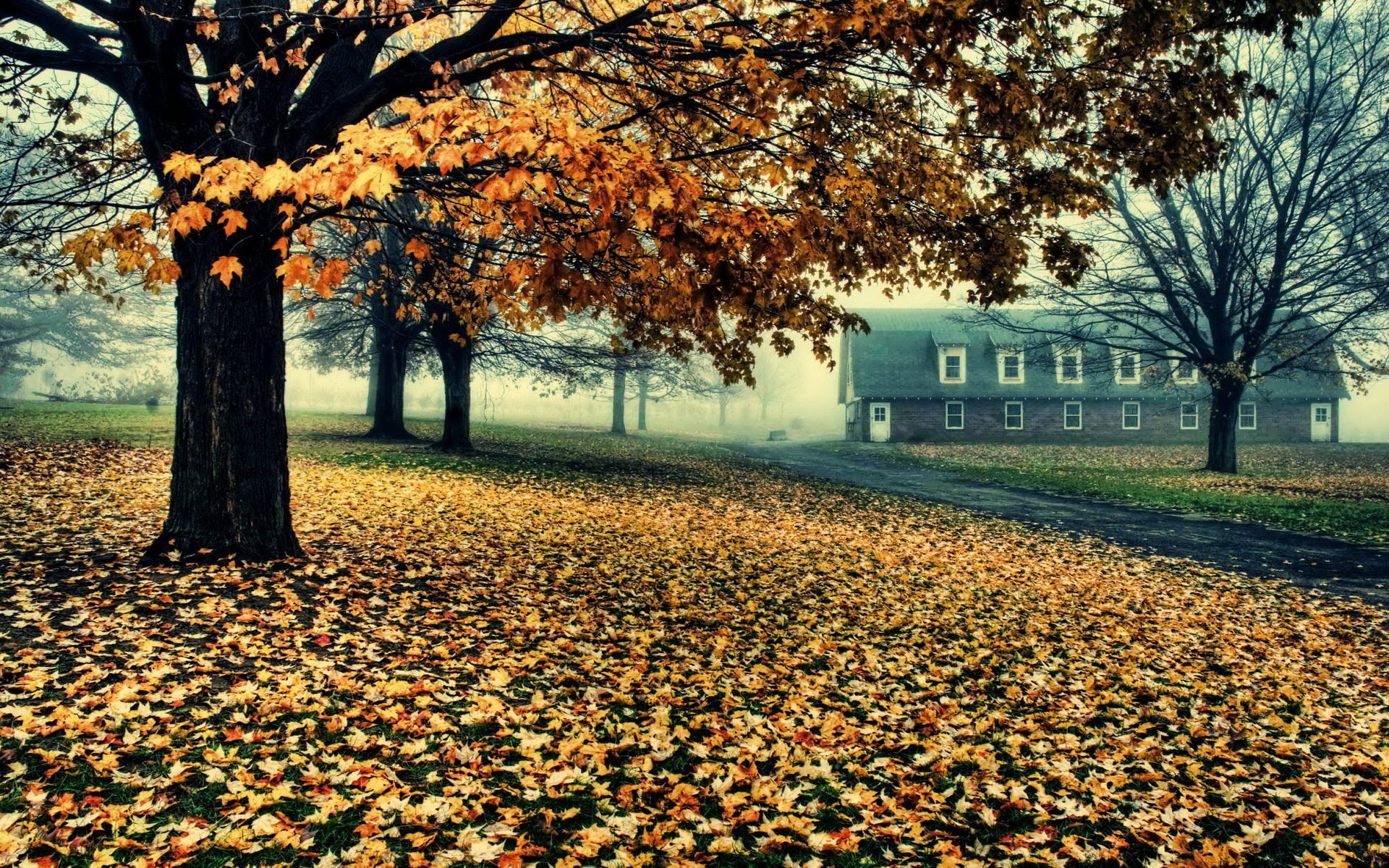 automne arbres feuillage maison route