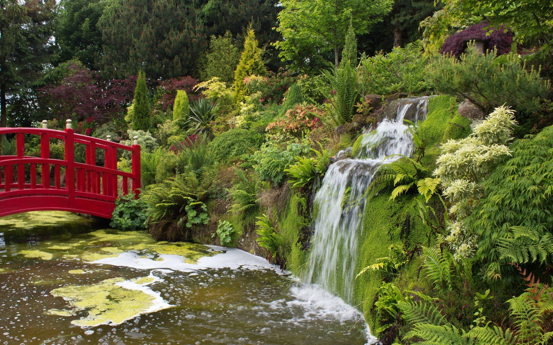 reino unido parque mount pleasant gardens estanque puente vegetación arbustos cascada