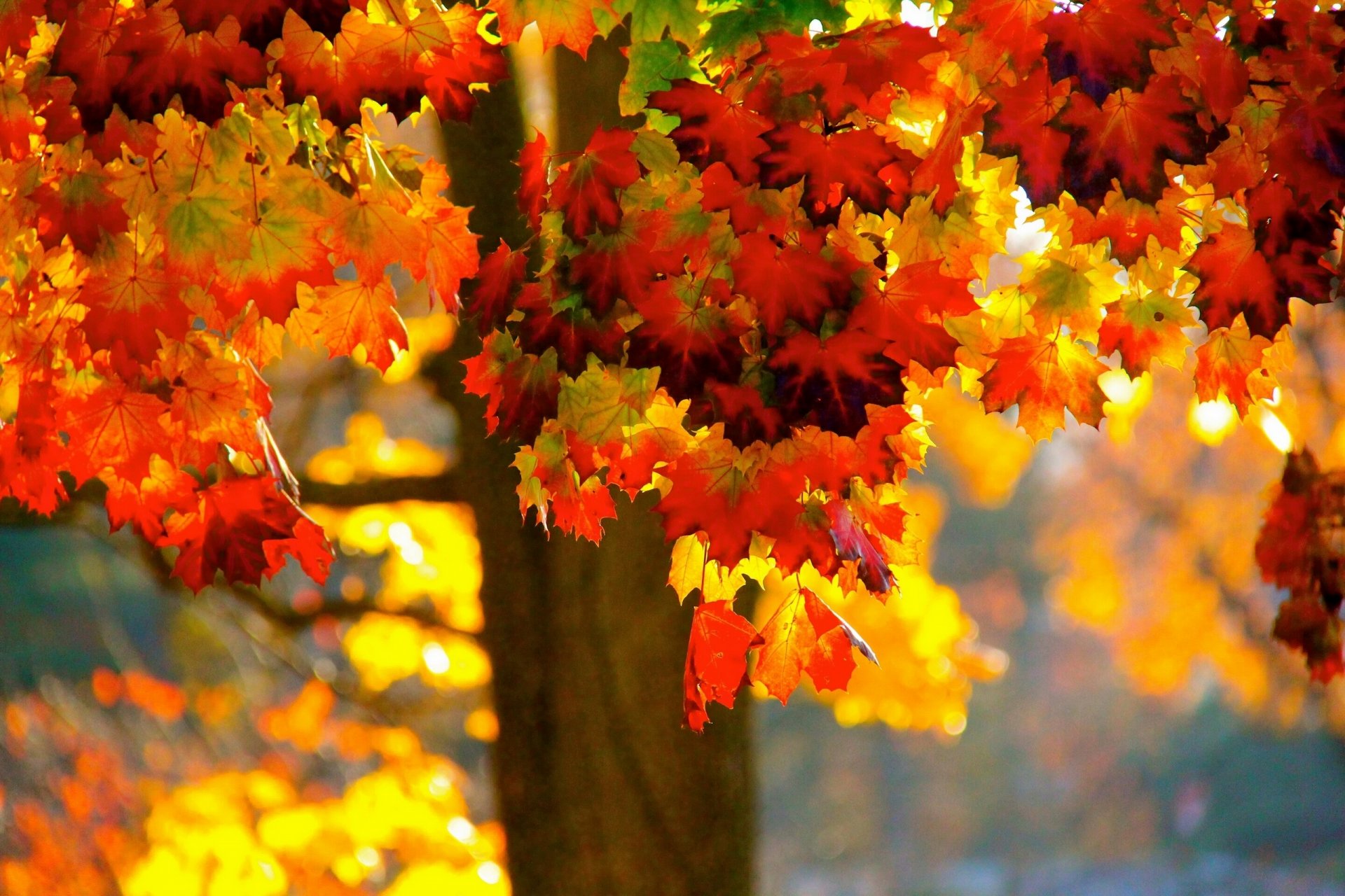 árbol hojas otoño