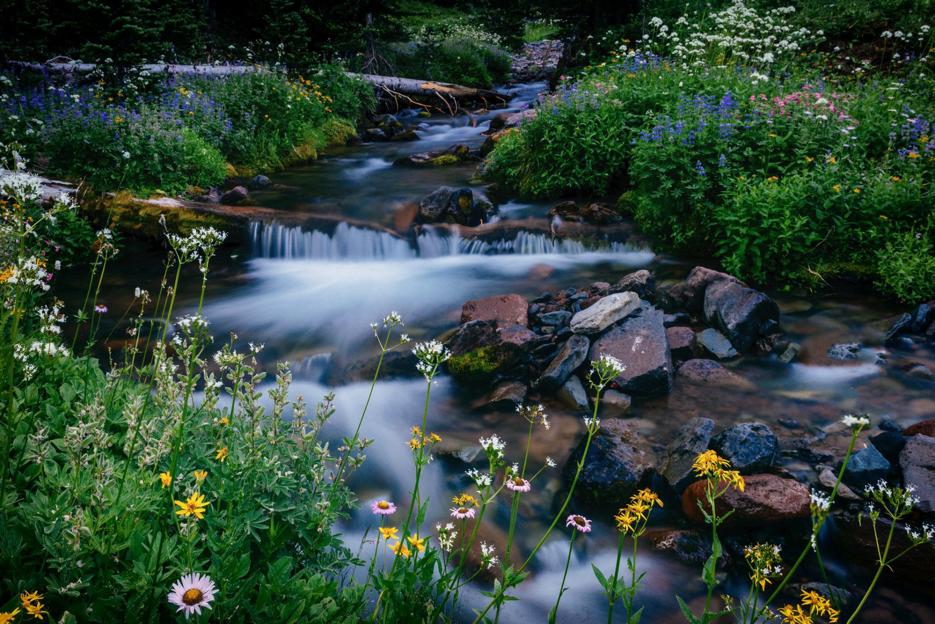 melodie creek mount rainier washington mount rainier national park bach blumen steine