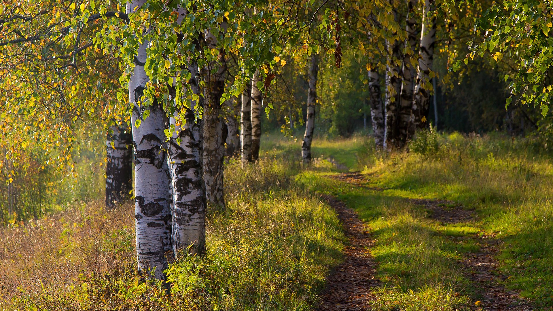 forest birch autumn road