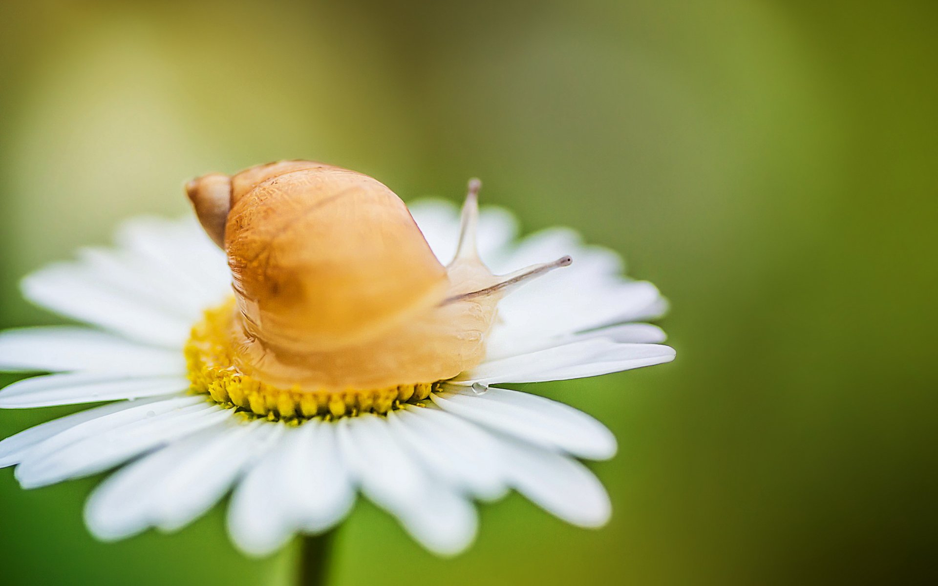 daisy snail nature