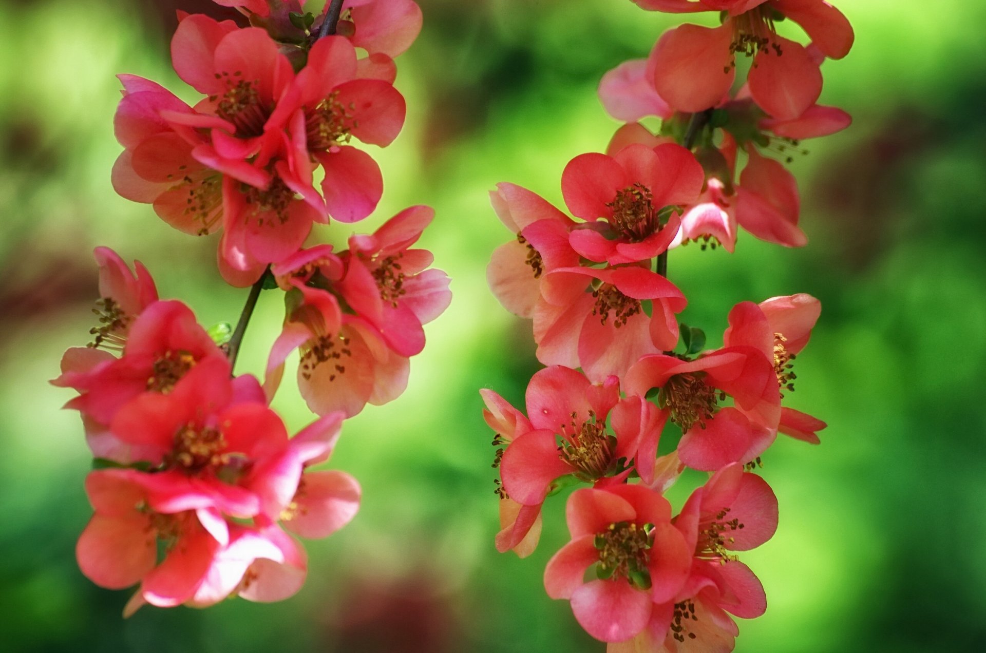 japanische quitte zweige blüte blüten makro