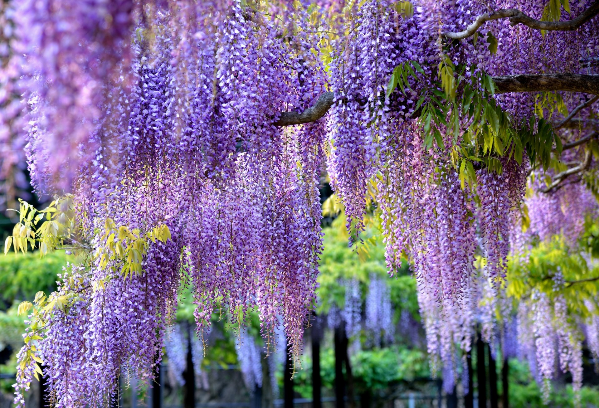 glycine wisteria branches brosses