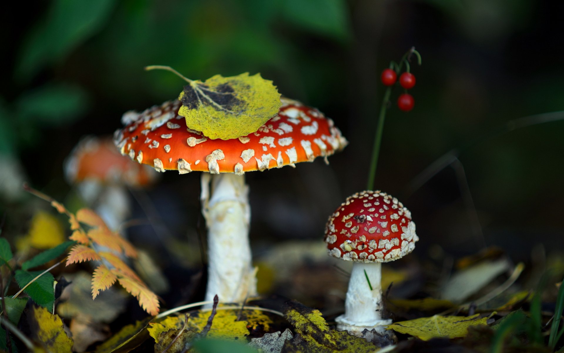 setas bosque hojas amanita otoño naturaleza