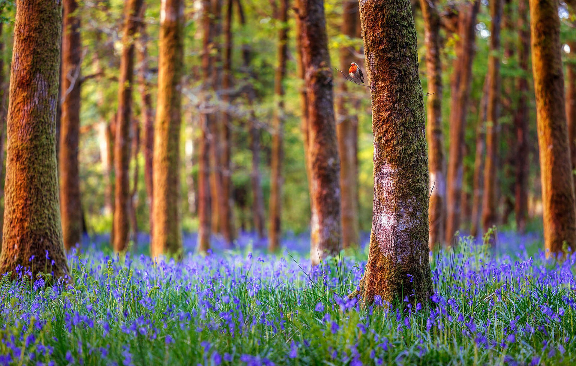 angleterre forêt arbres fleurs cloches nature paysage