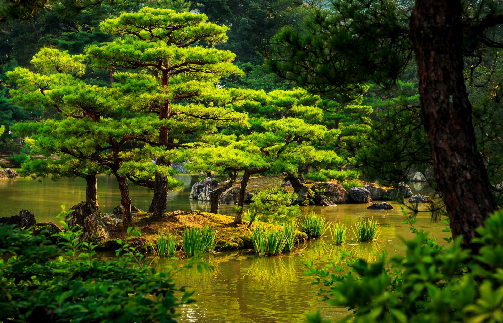 japón kyoto jardín estanque vegetación piedras arbustos juncos árboles