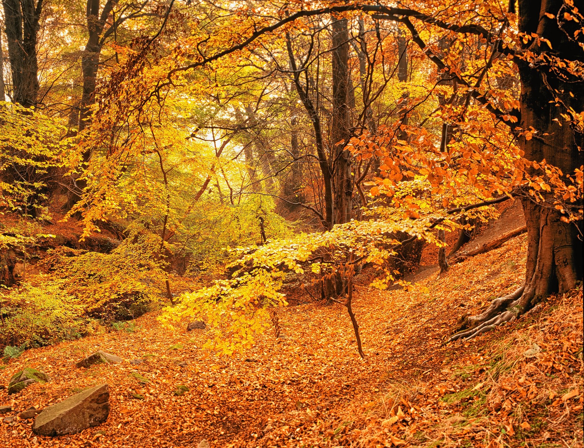 forêt arbres automne or feuilles jaune