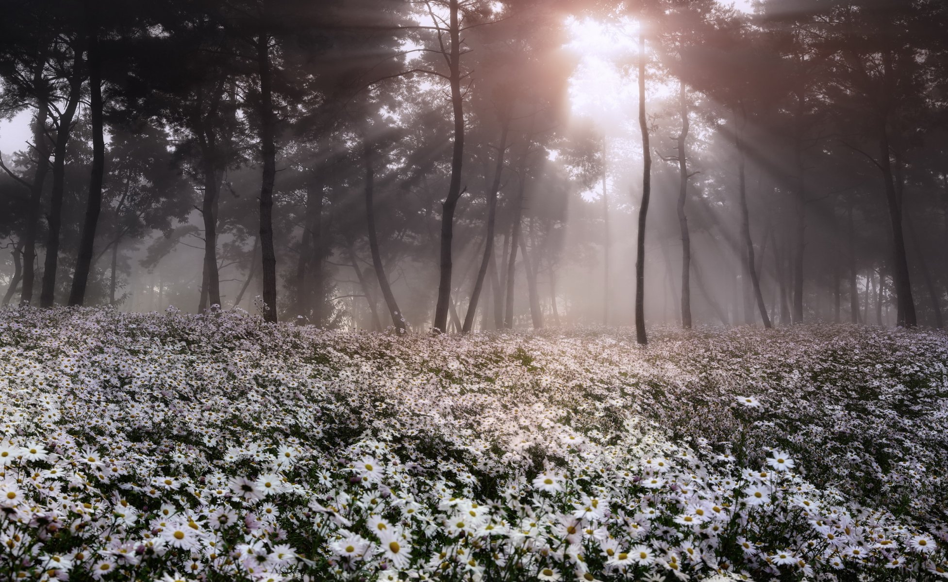 wald blumen natur landschaft