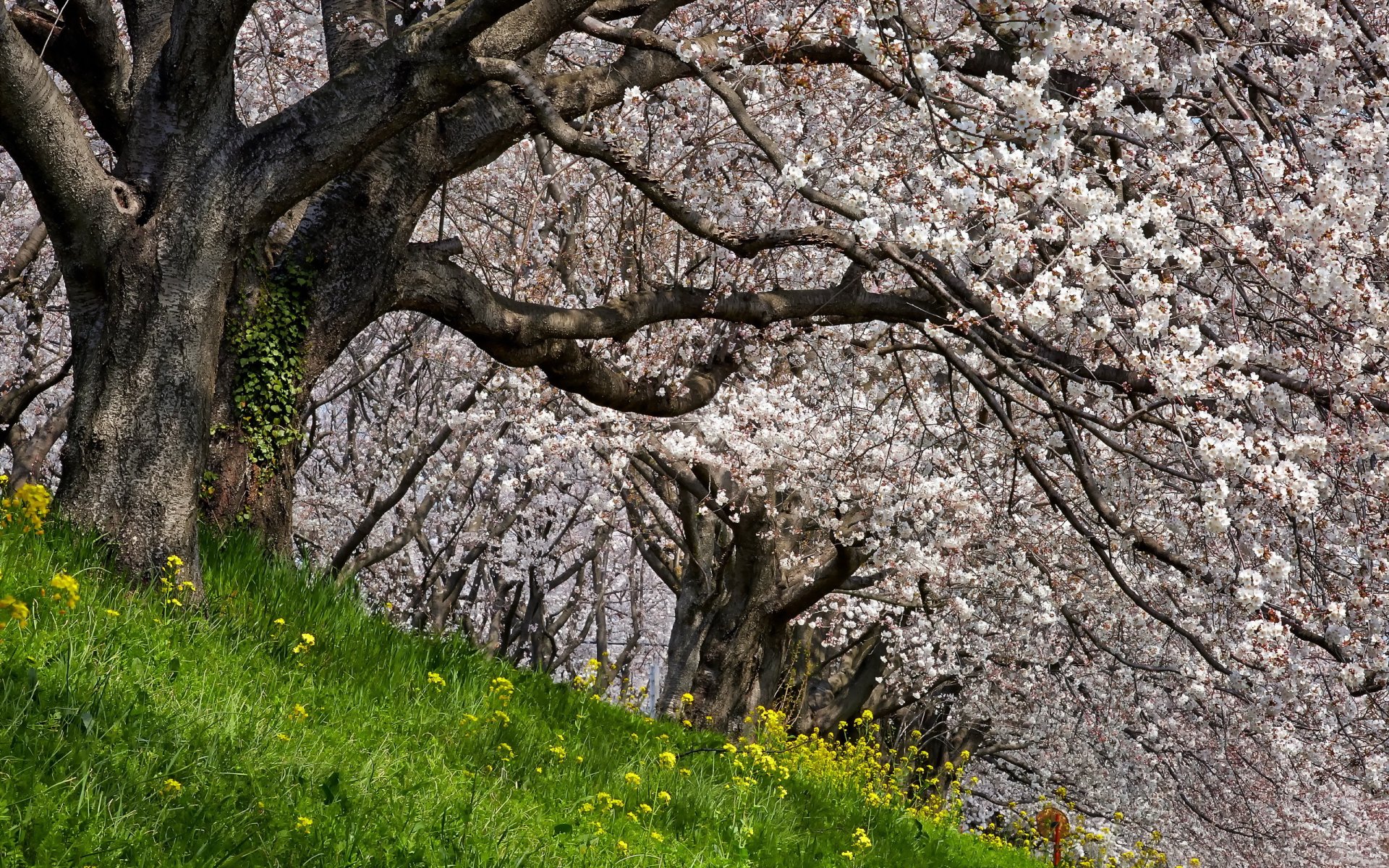 apfelbäume frühling natur