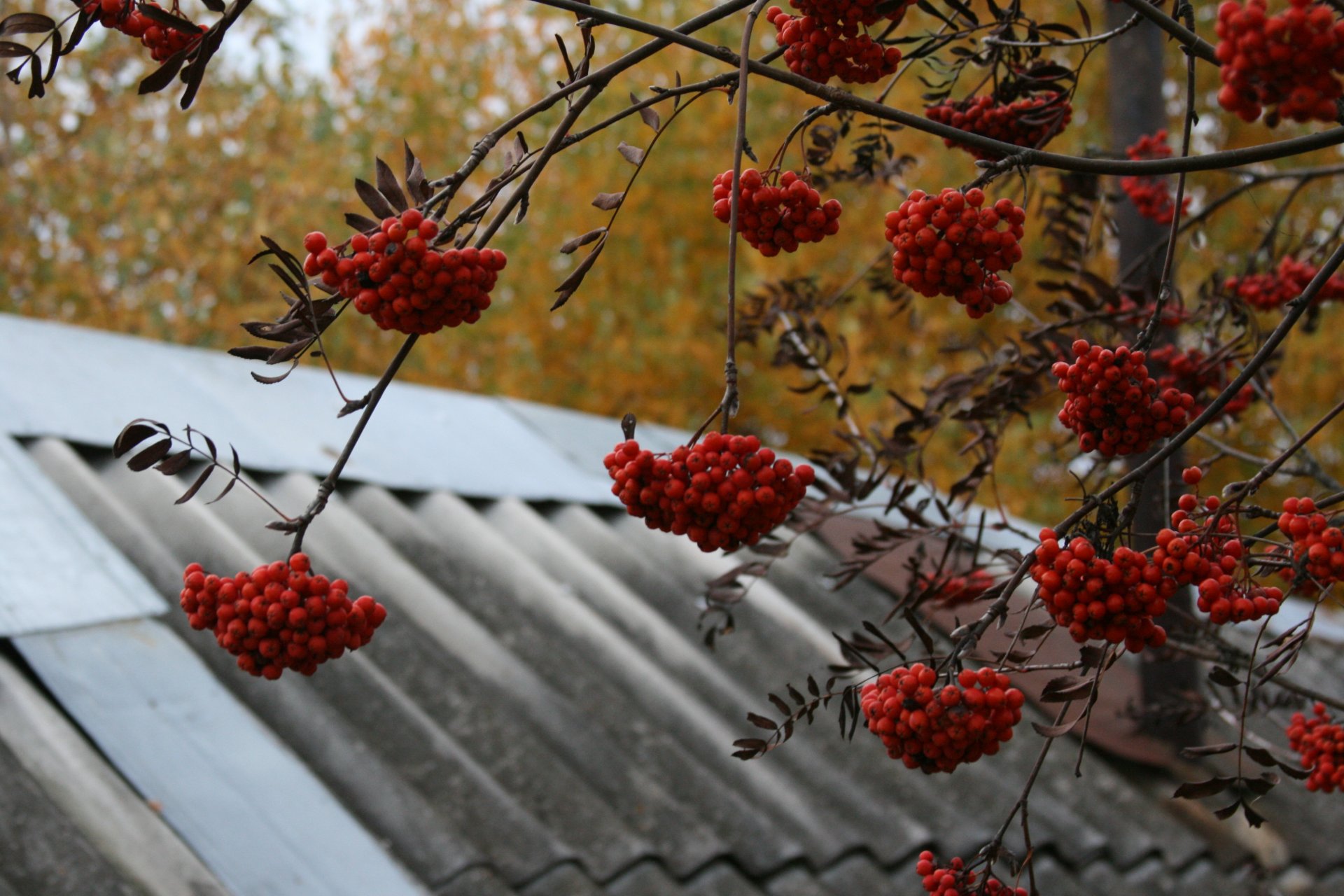 fond fond d écran nature automne rowan village arbre