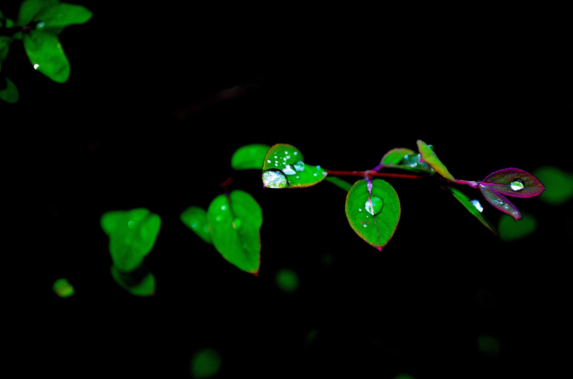 nature branche feuilles gouttes eau