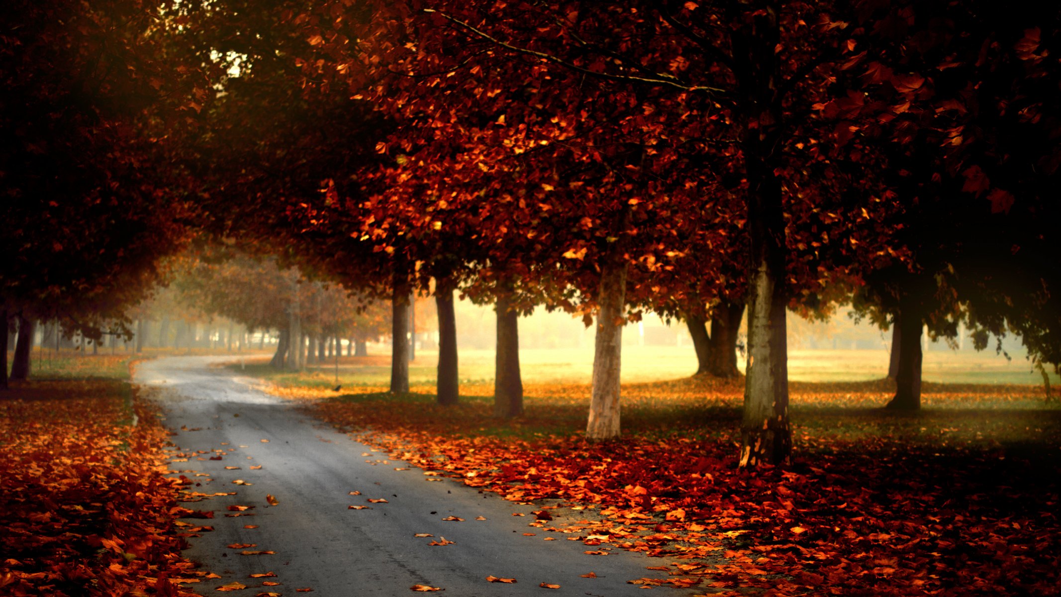 nature forest park trees leaves colorful road autumn fall colors walk