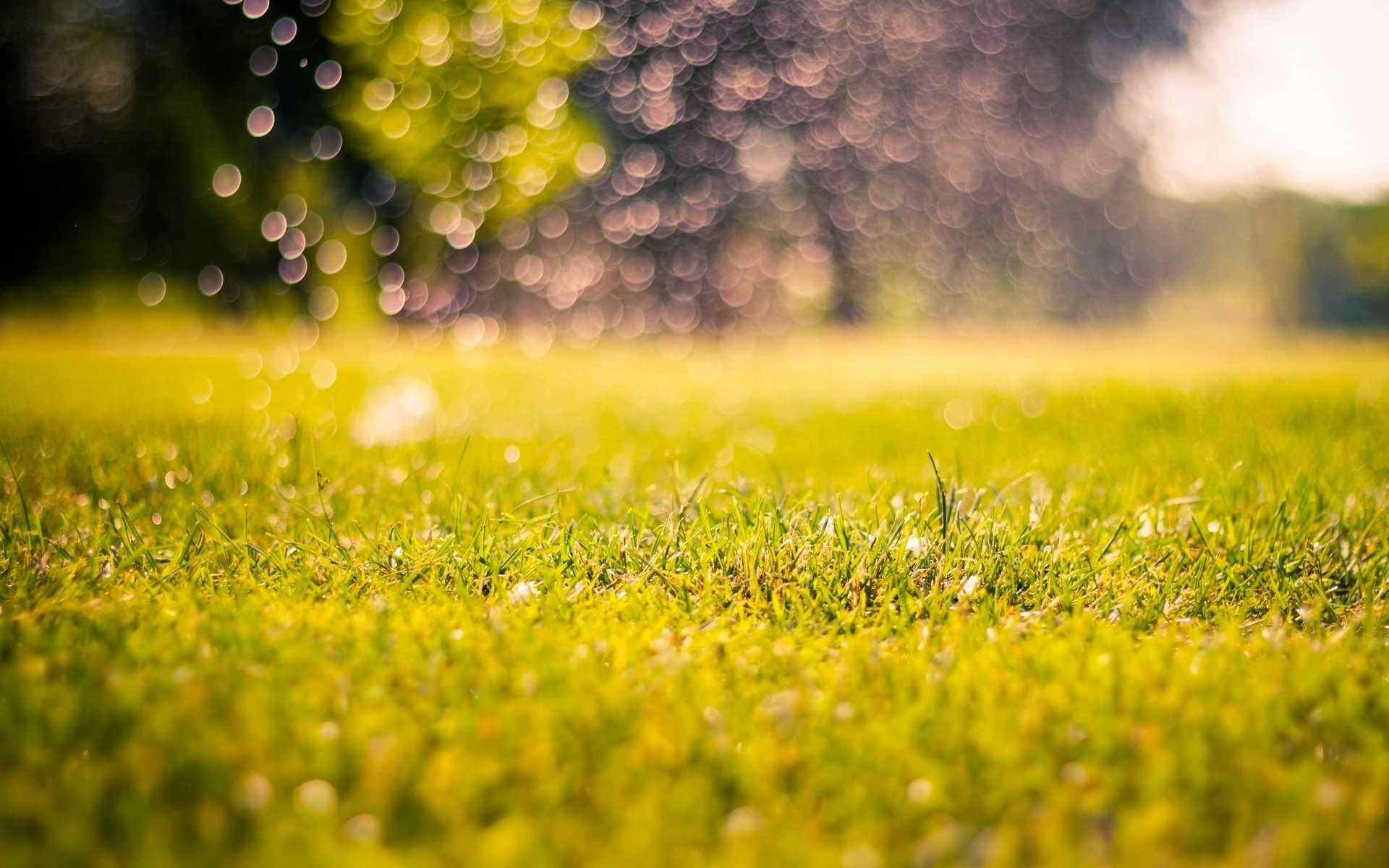 natura prato erba verde mattina pomeriggio bokeh sfocatura macro sfondo