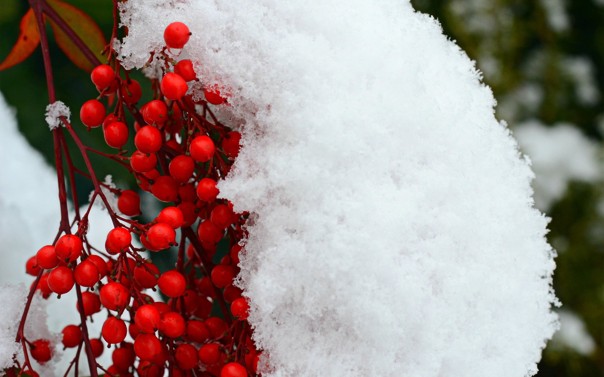 schnee beeren zweig rot