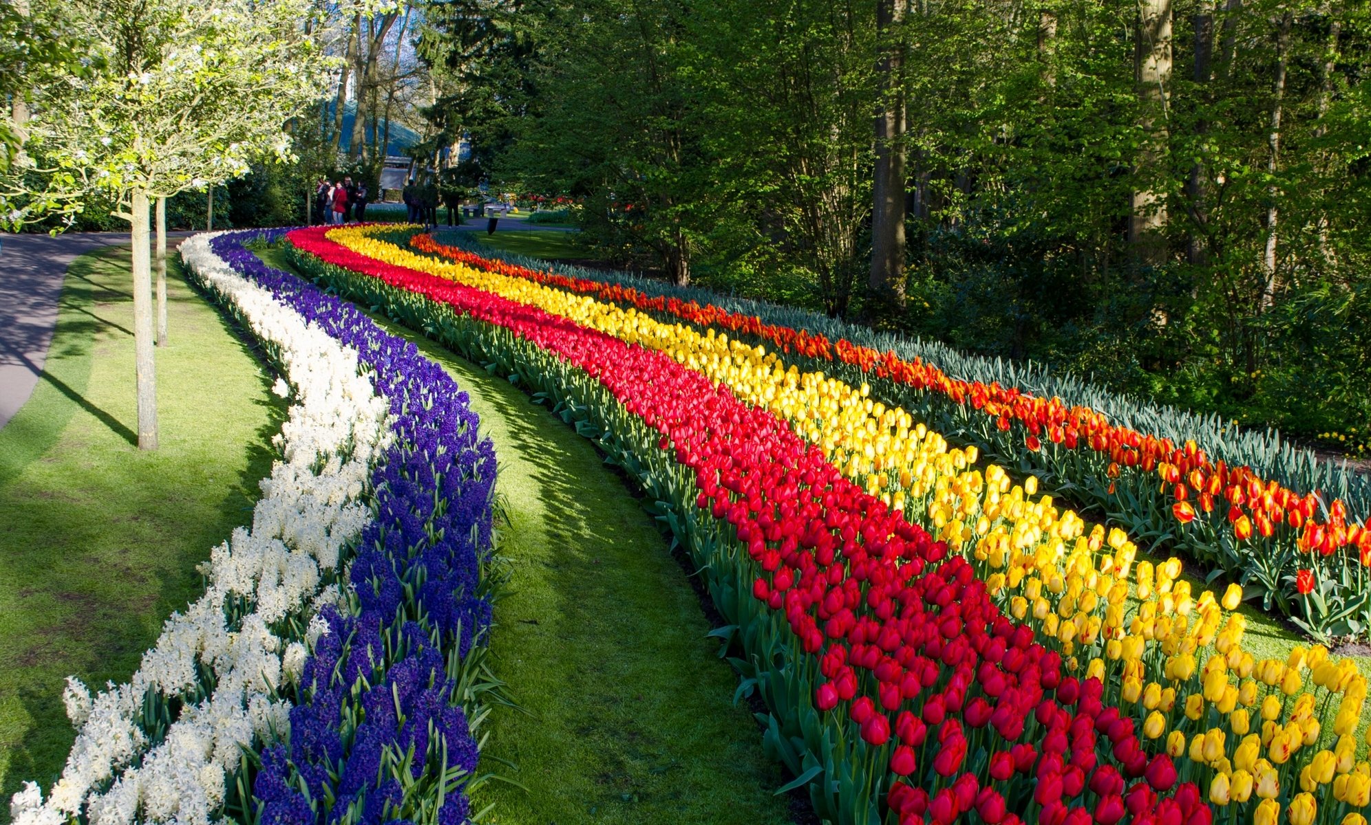 keukenhof lisse netherlands park flowers hyacinths tulip