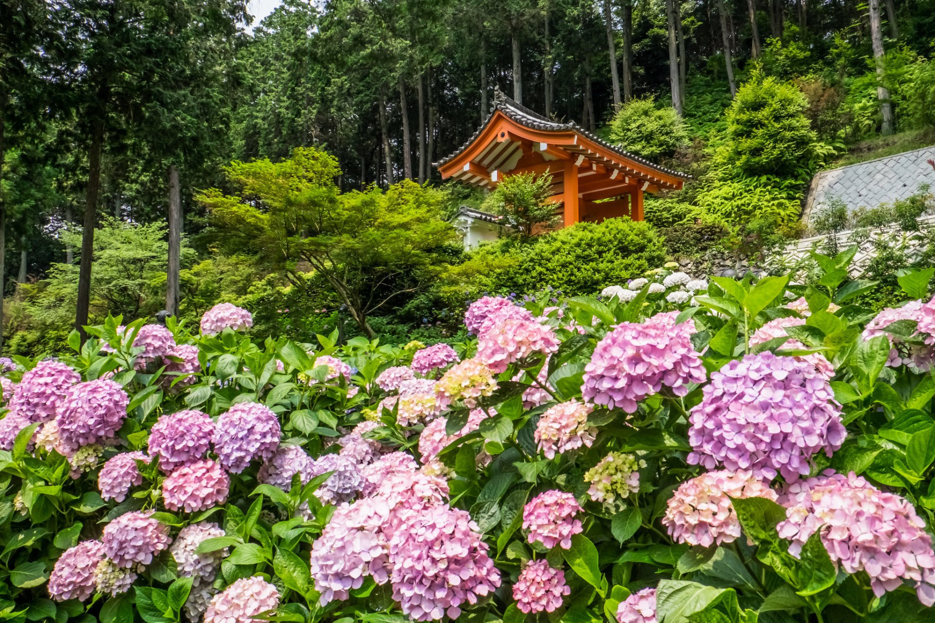 mimuroto-ji kyoto japonia kioto świątynia hortensje kwiaty altana drzewa