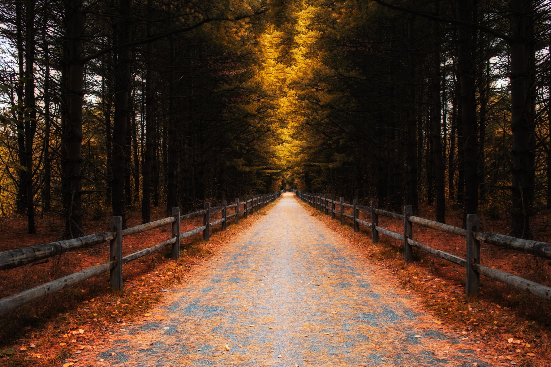 forest tree autumn road fence leave