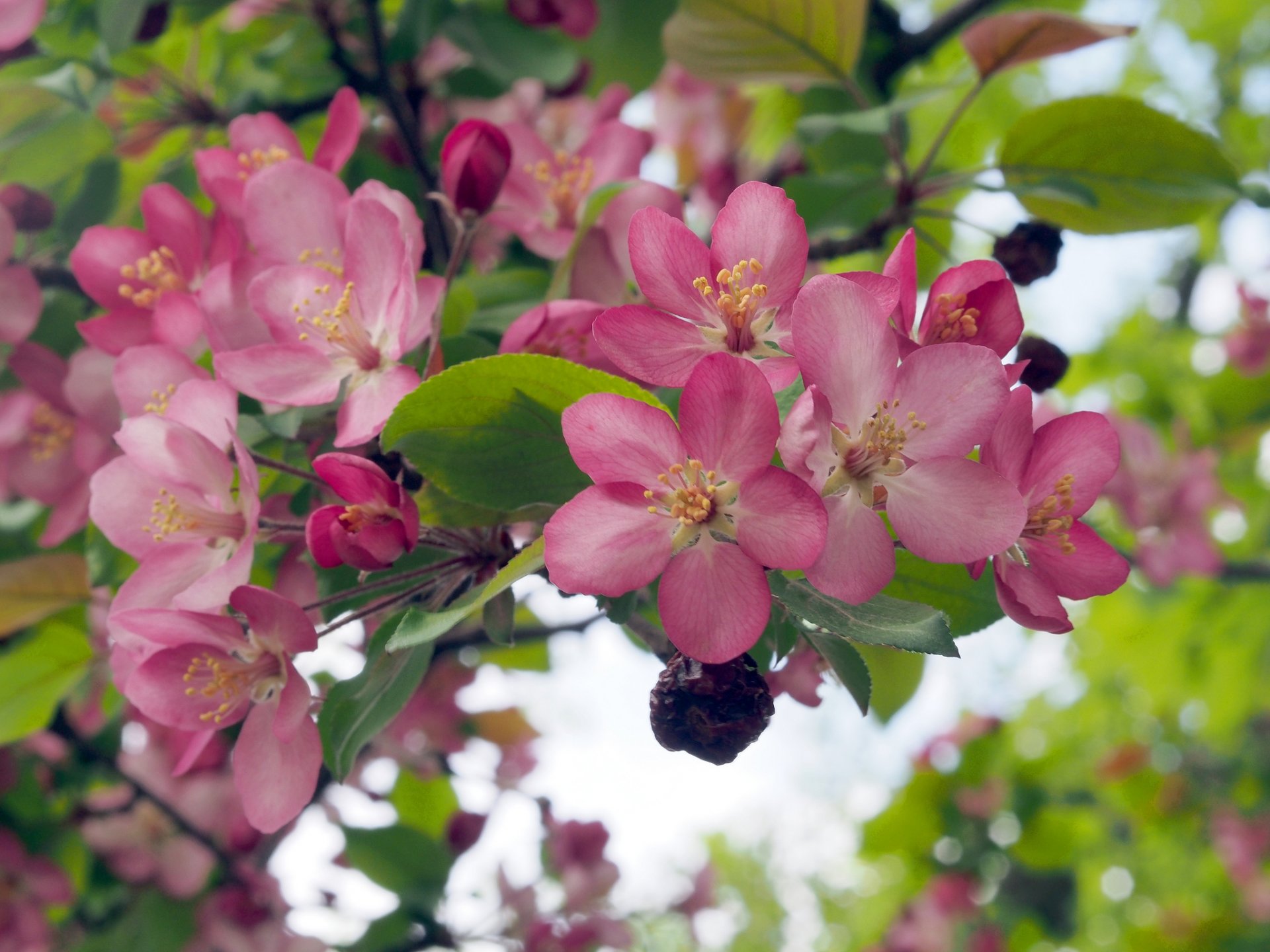 apple bloom flowers branch spring close up