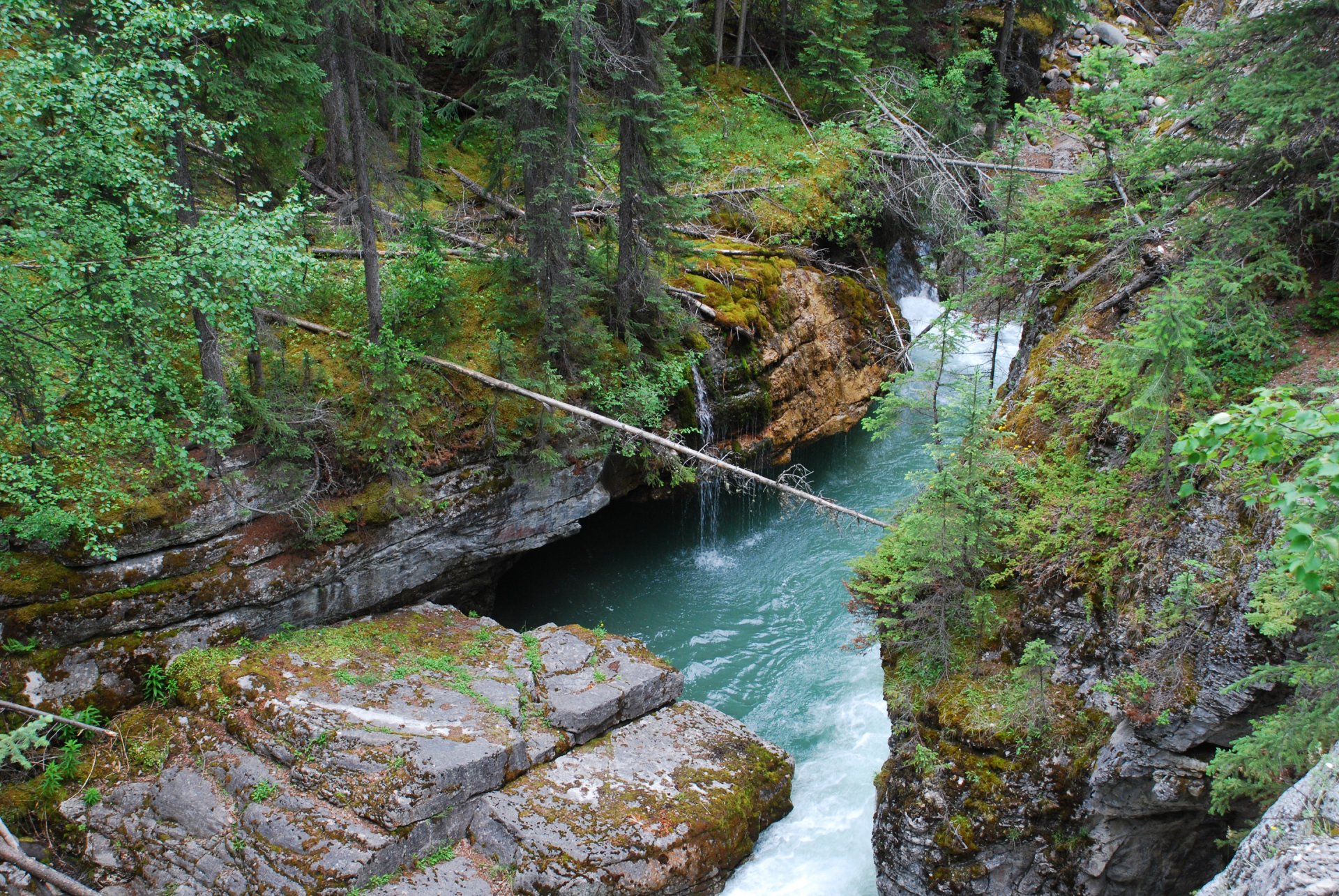 bosque árboles río corriente piedras rocas rápidos