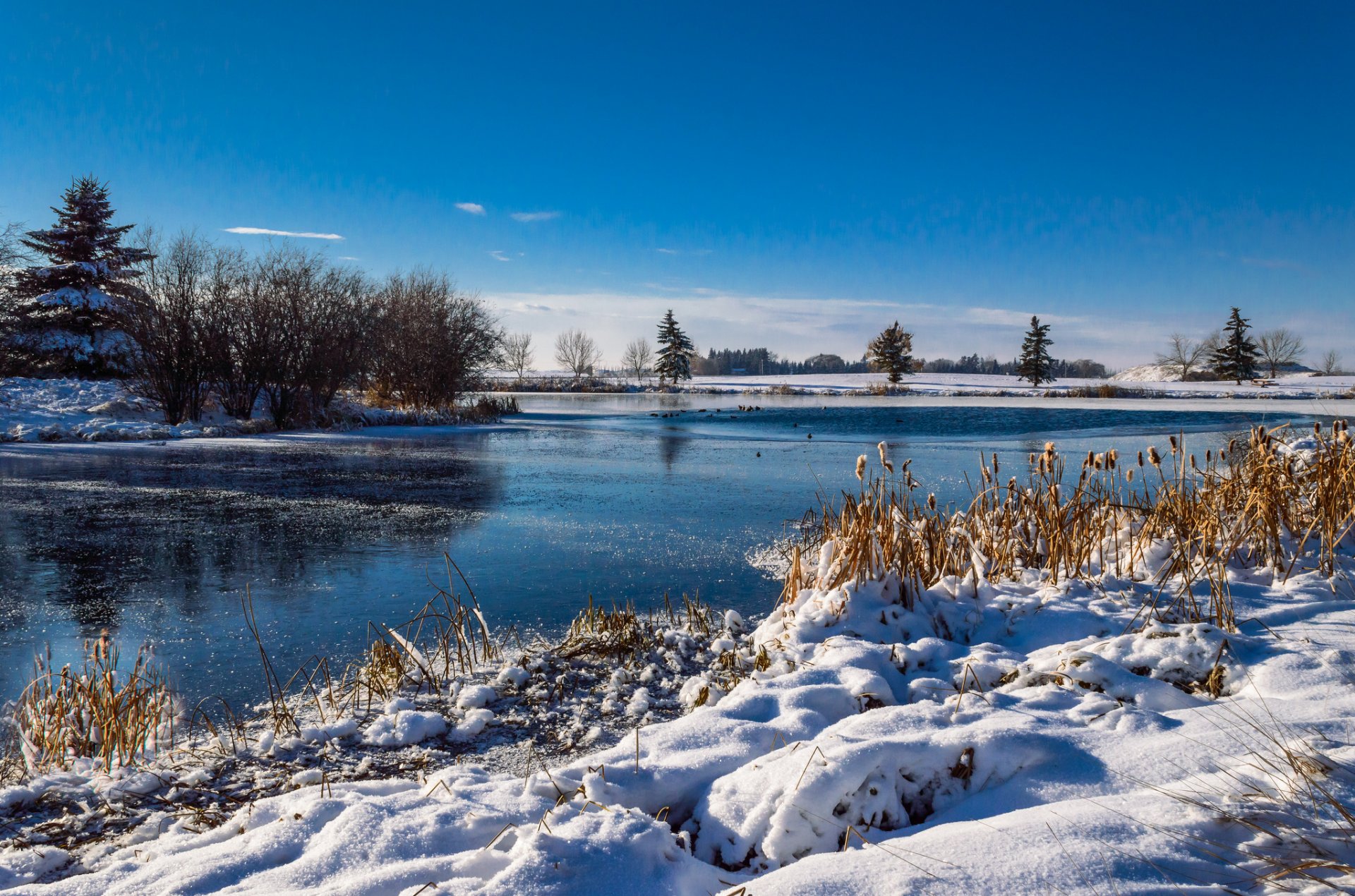 cielo inverno fiume alberi neve