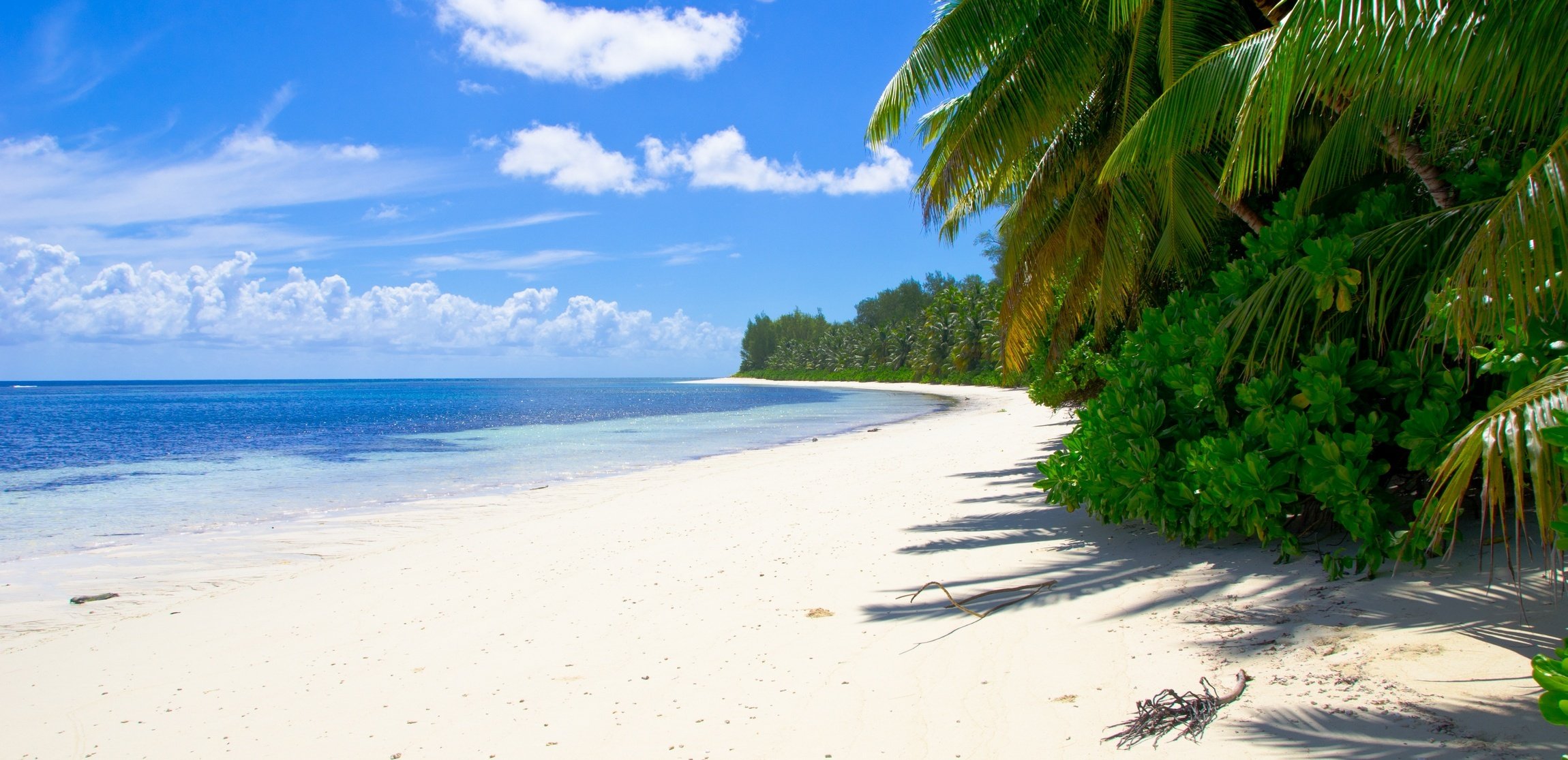 mare spiaggia sabbia palme cespugli tropici