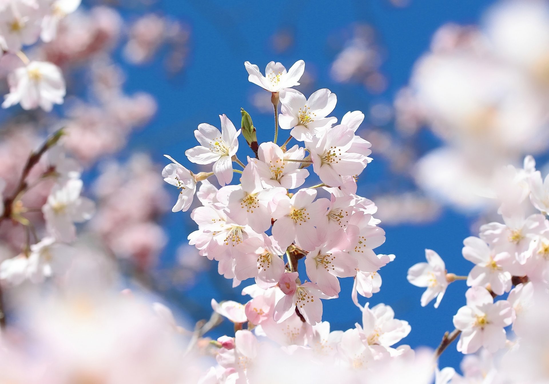 sakura cereza floración flores rama macro primavera