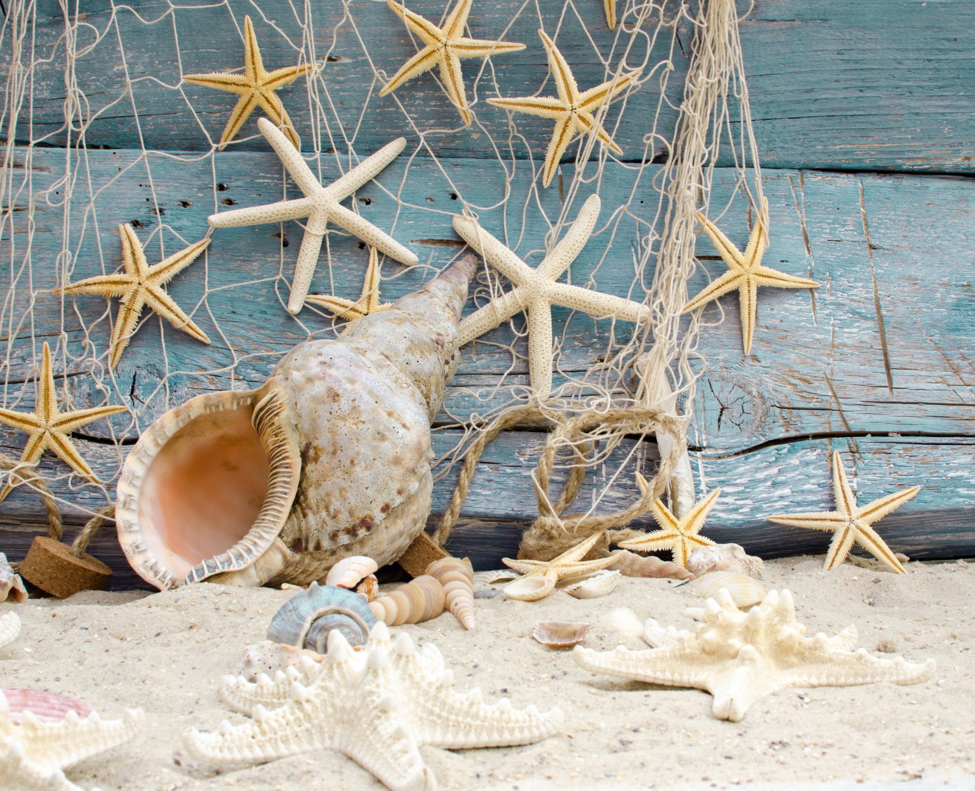 muscheln seesterne strand sand marine baum sterne