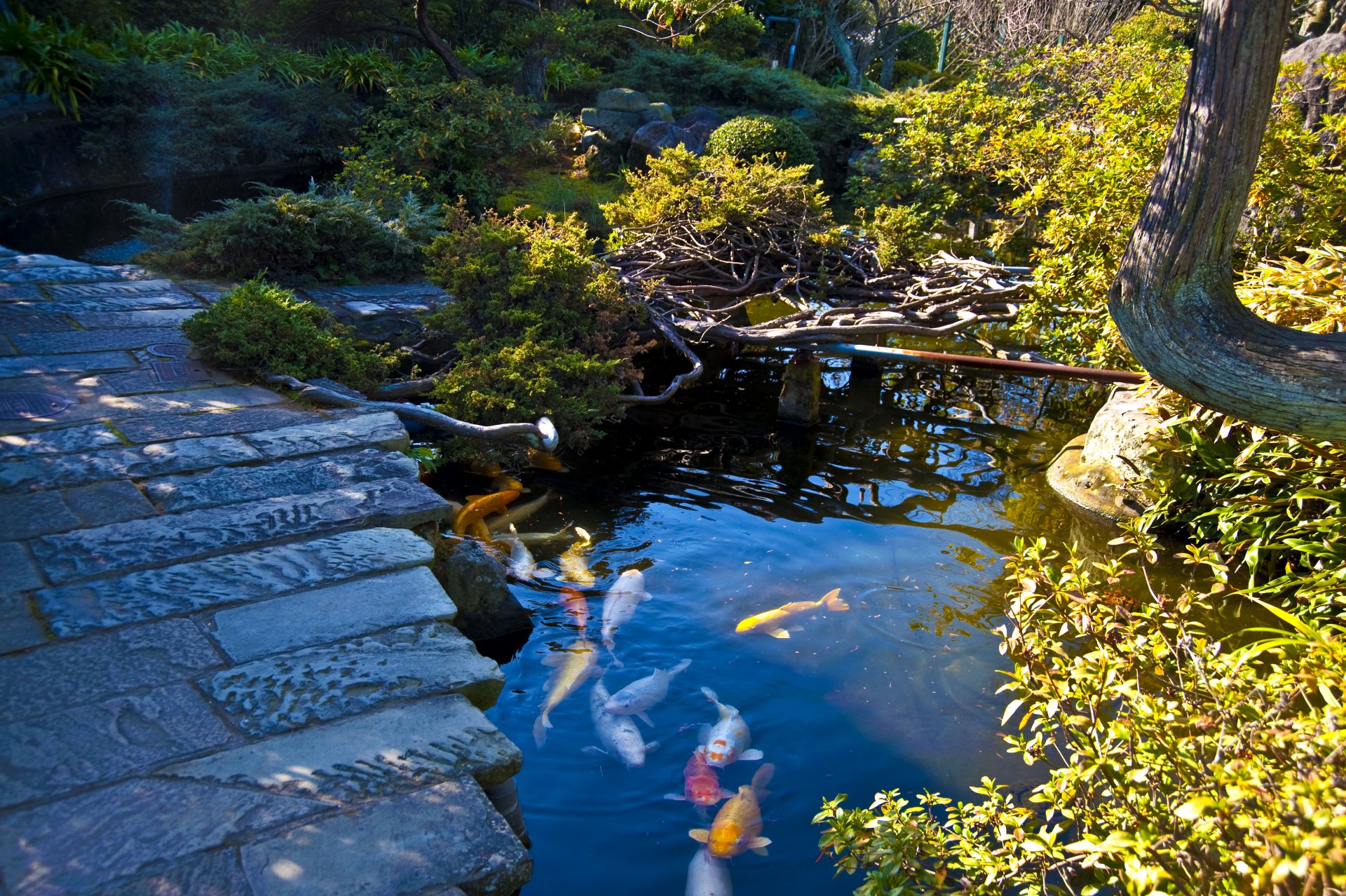 jardin japonais nagasaki japon jardin étang poisson multicolore chemin pierres buissons