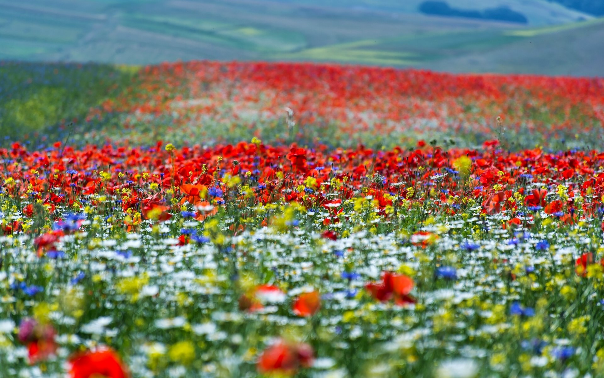 ummer meadow flower bokeh