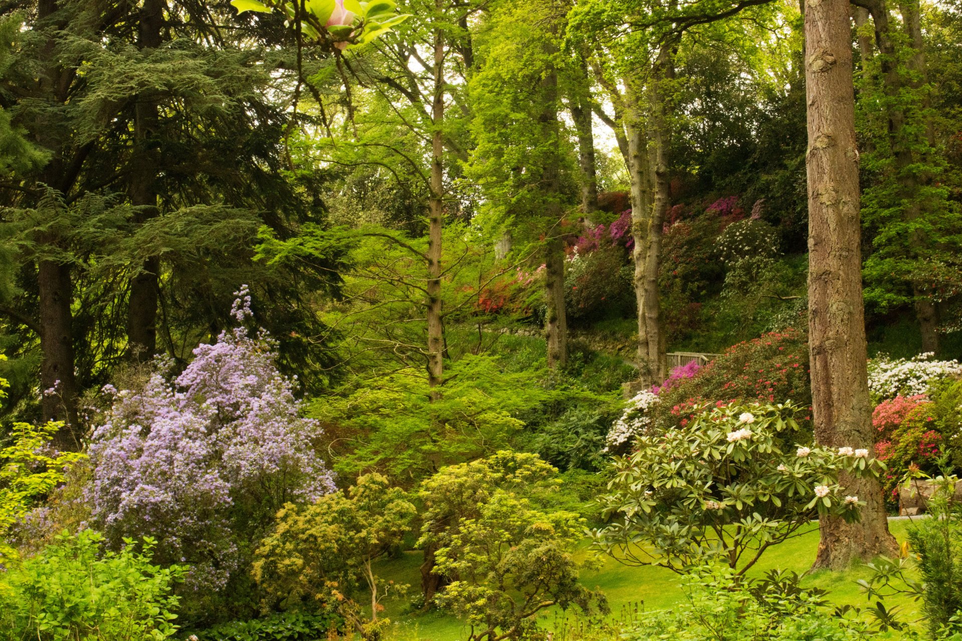 regno unito parco giardini bodnant galles cespugli alberi fiori verde