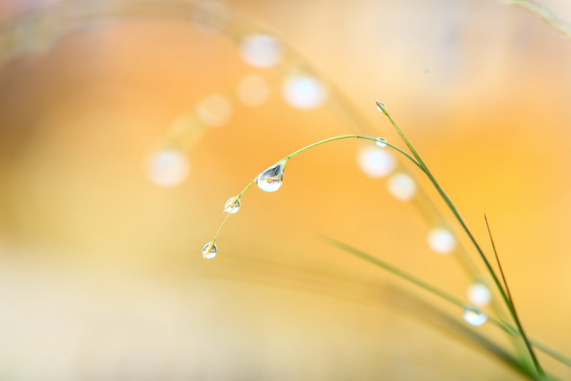 gotas hierba macro