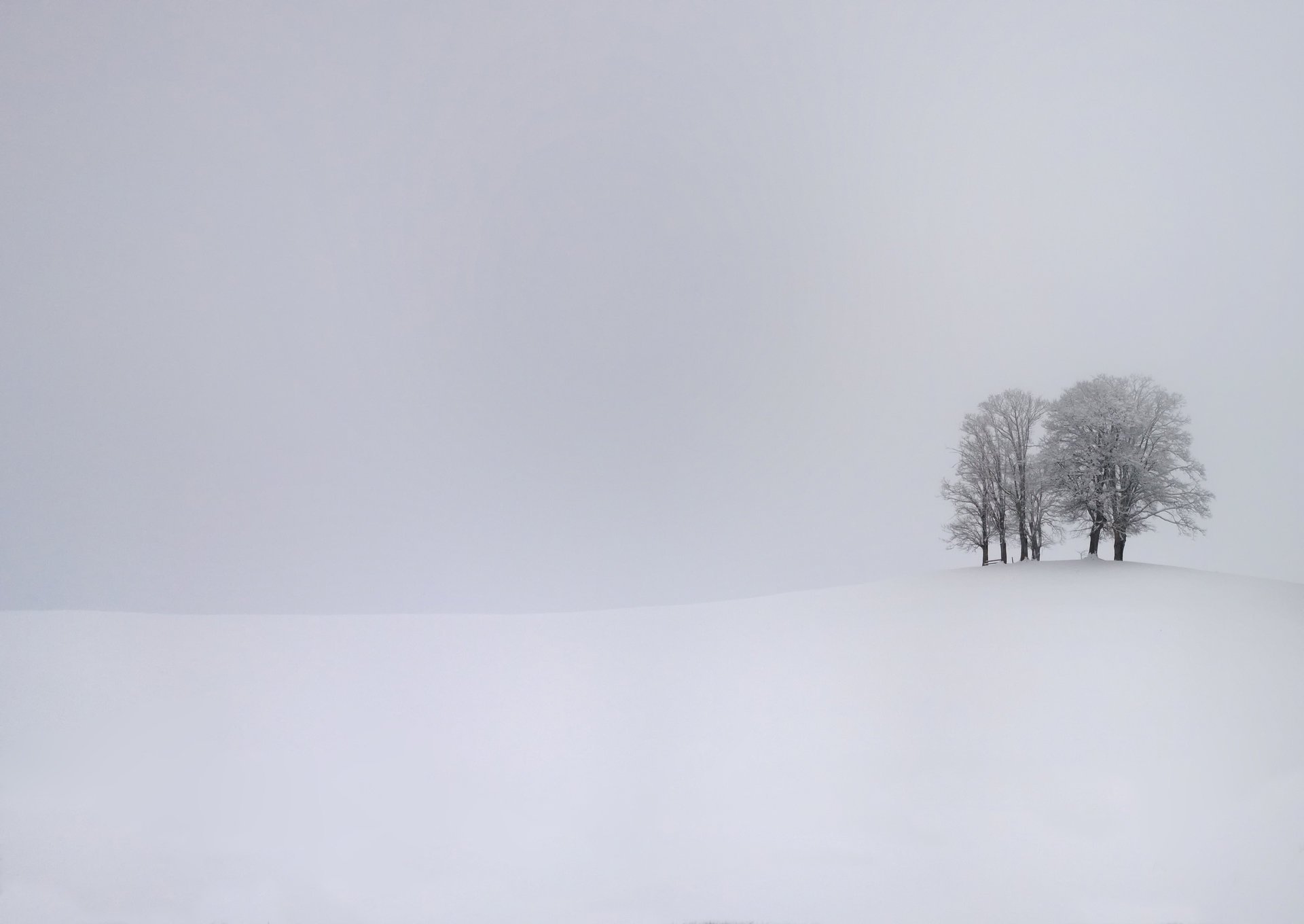 drzewa śnieg zima burza zimno zima zimno