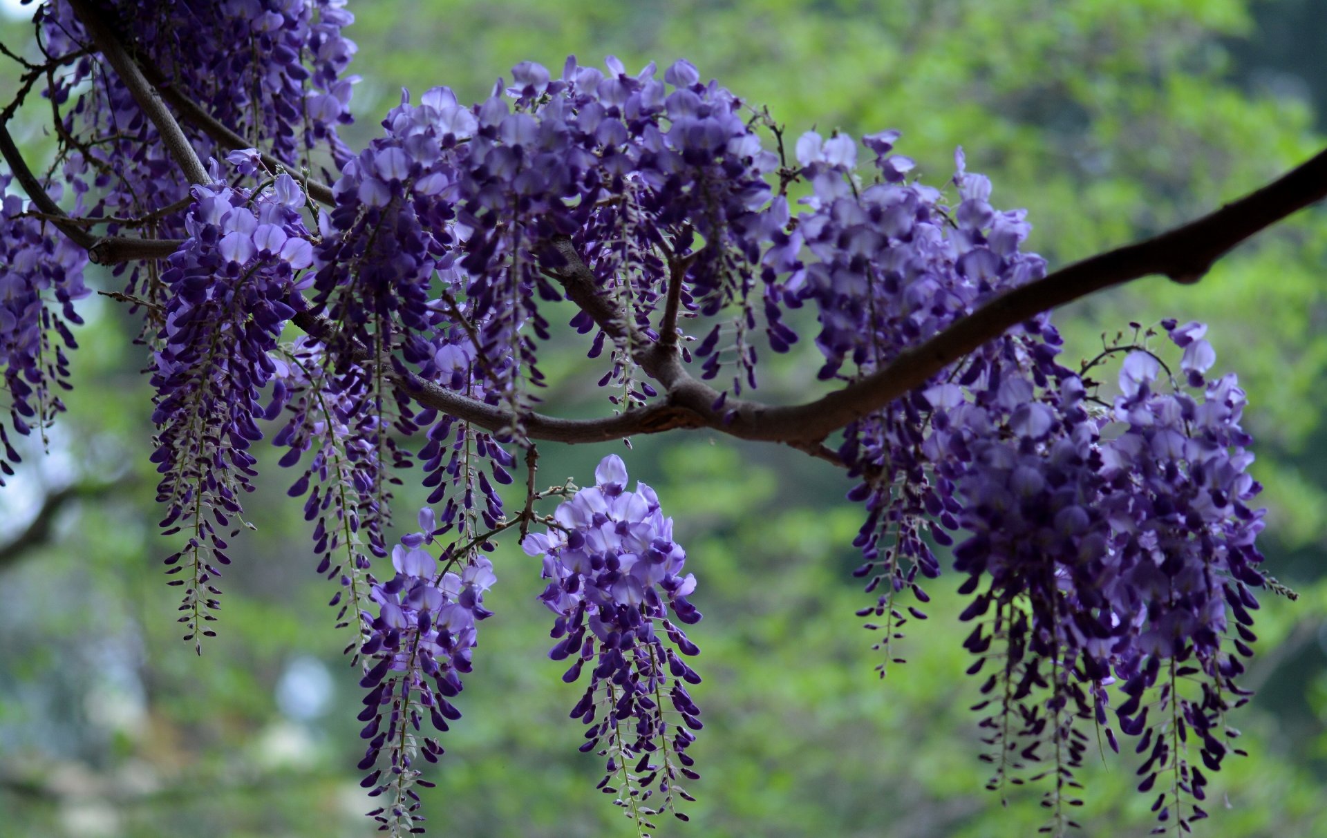 glicinia wisteria rama cepillo