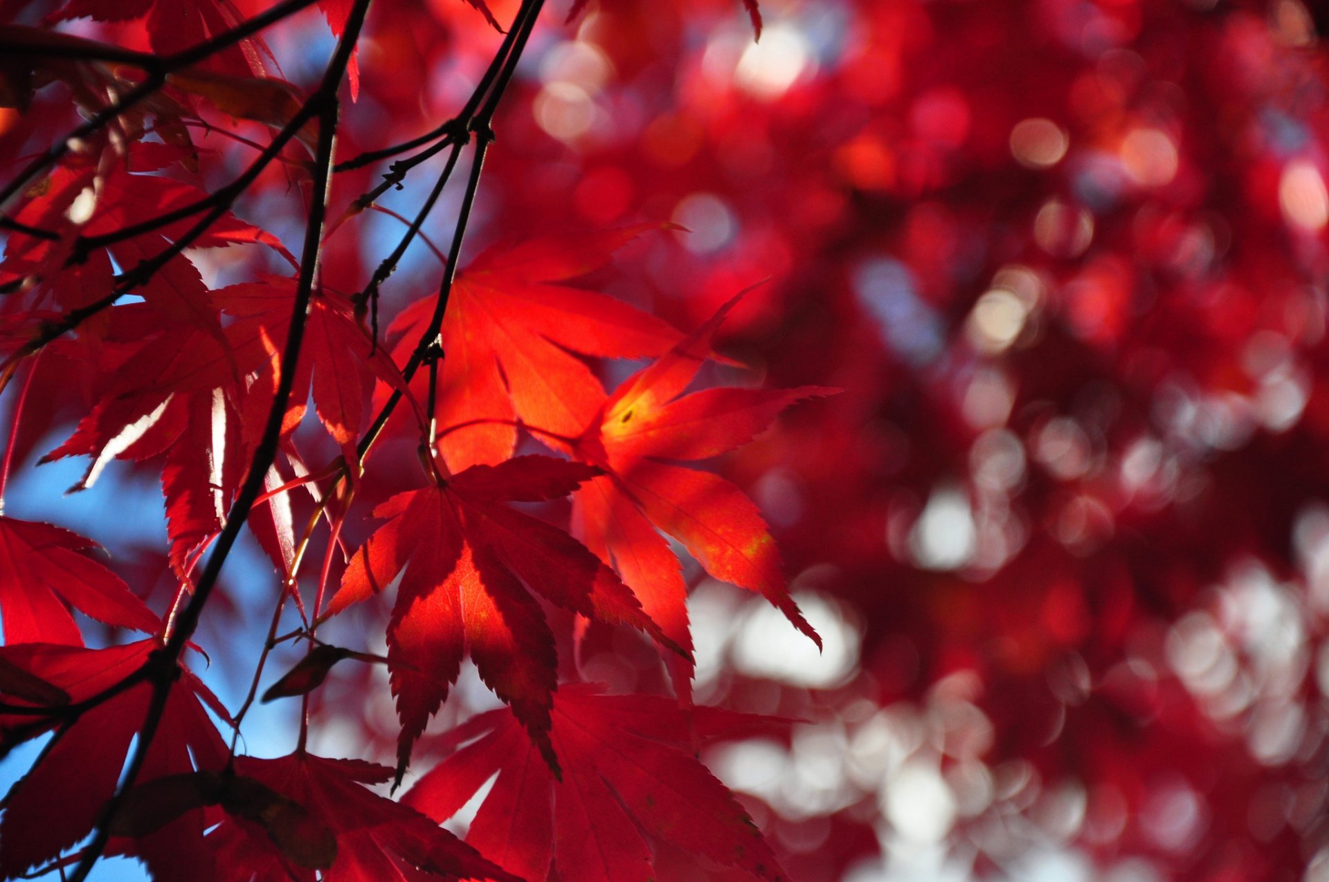 himmel baum zweig blätter herbst purpurrot