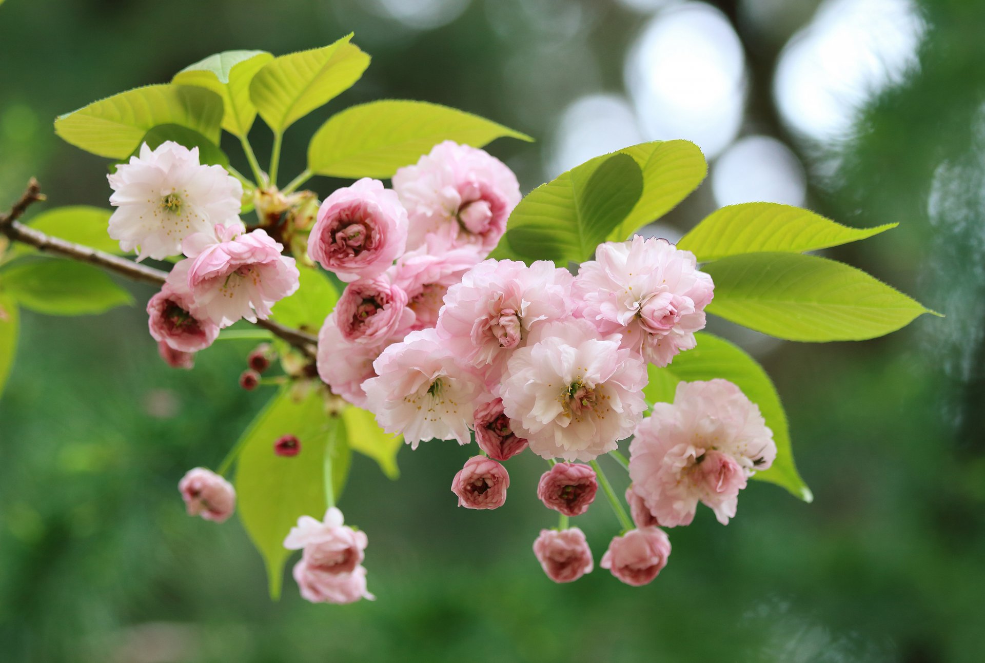 sakura cerisier floraison fleurs branche macro printemps