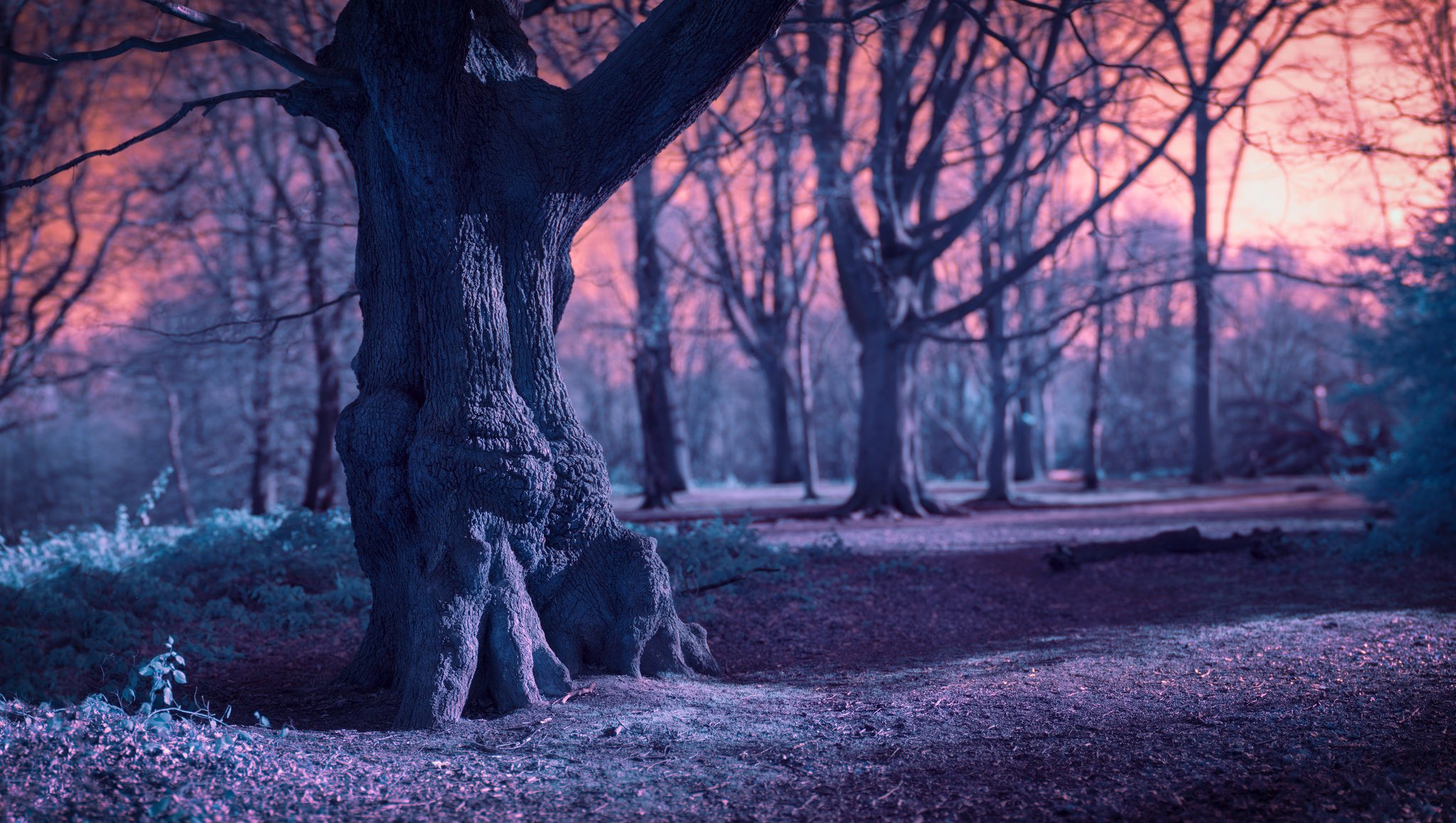 foresta rami vecchio albero