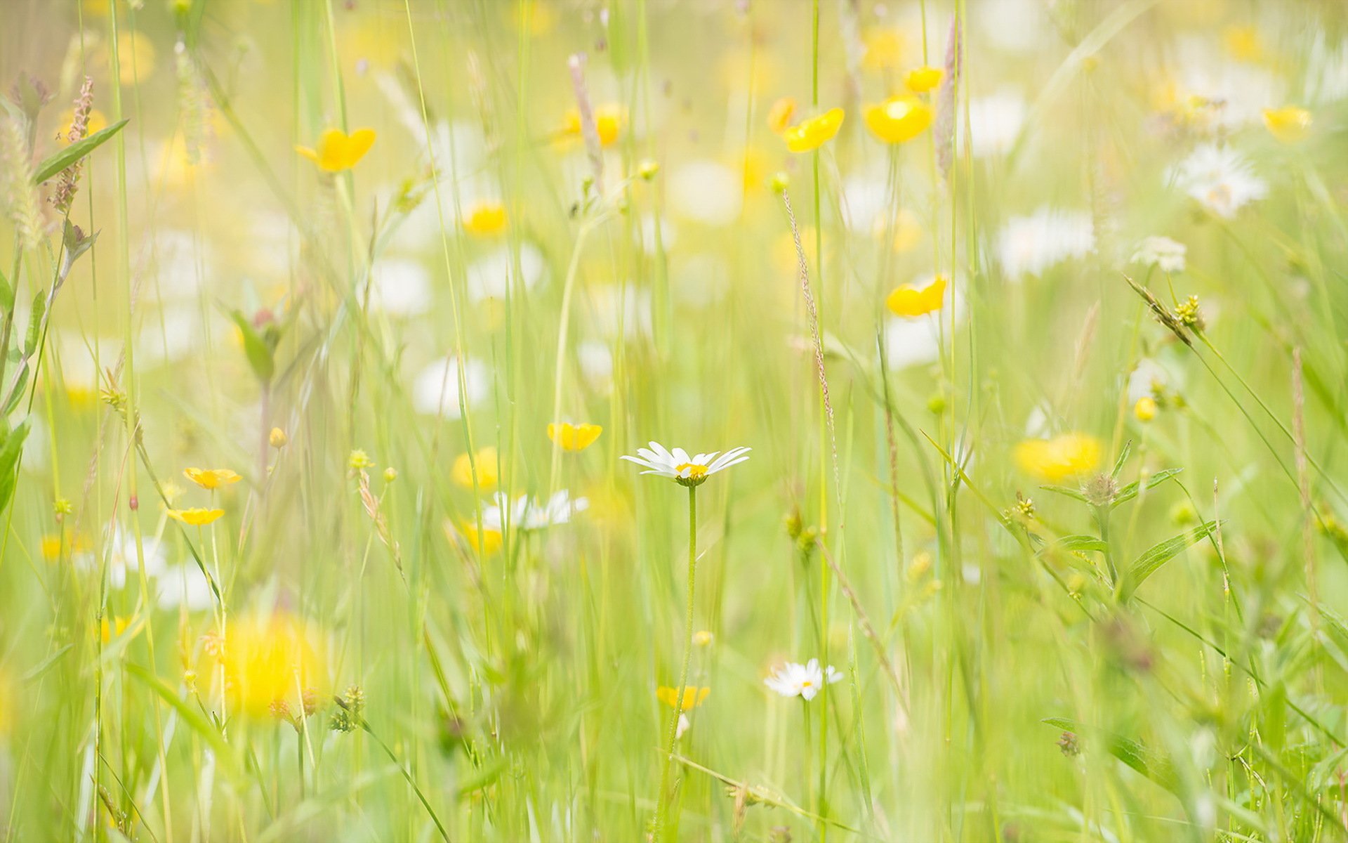 champ marguerites été nature