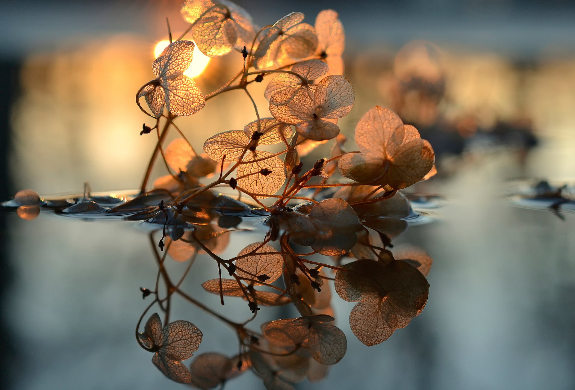 blätter adern wasser sonne