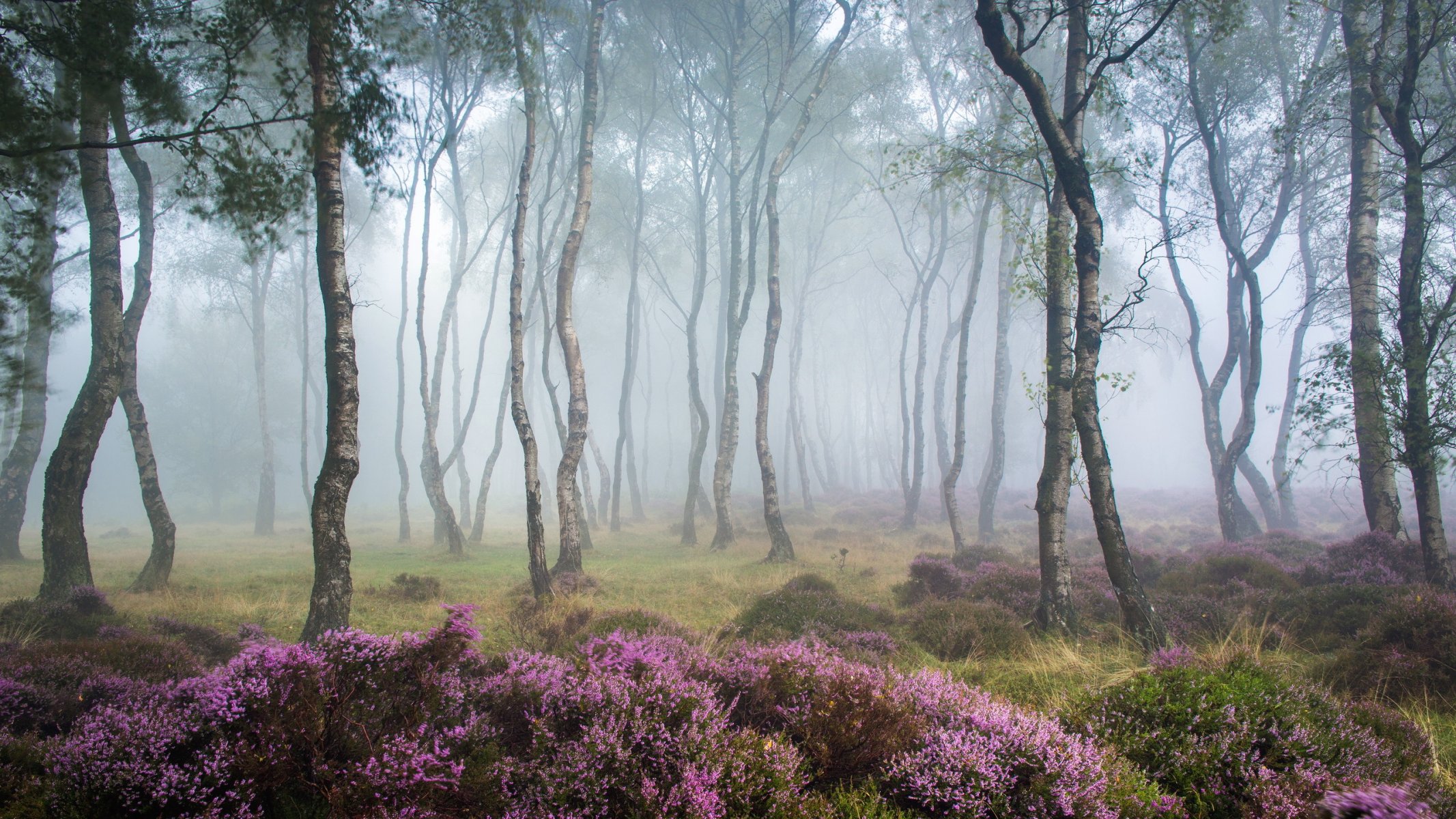 bosque niebla naturaleza paisaje