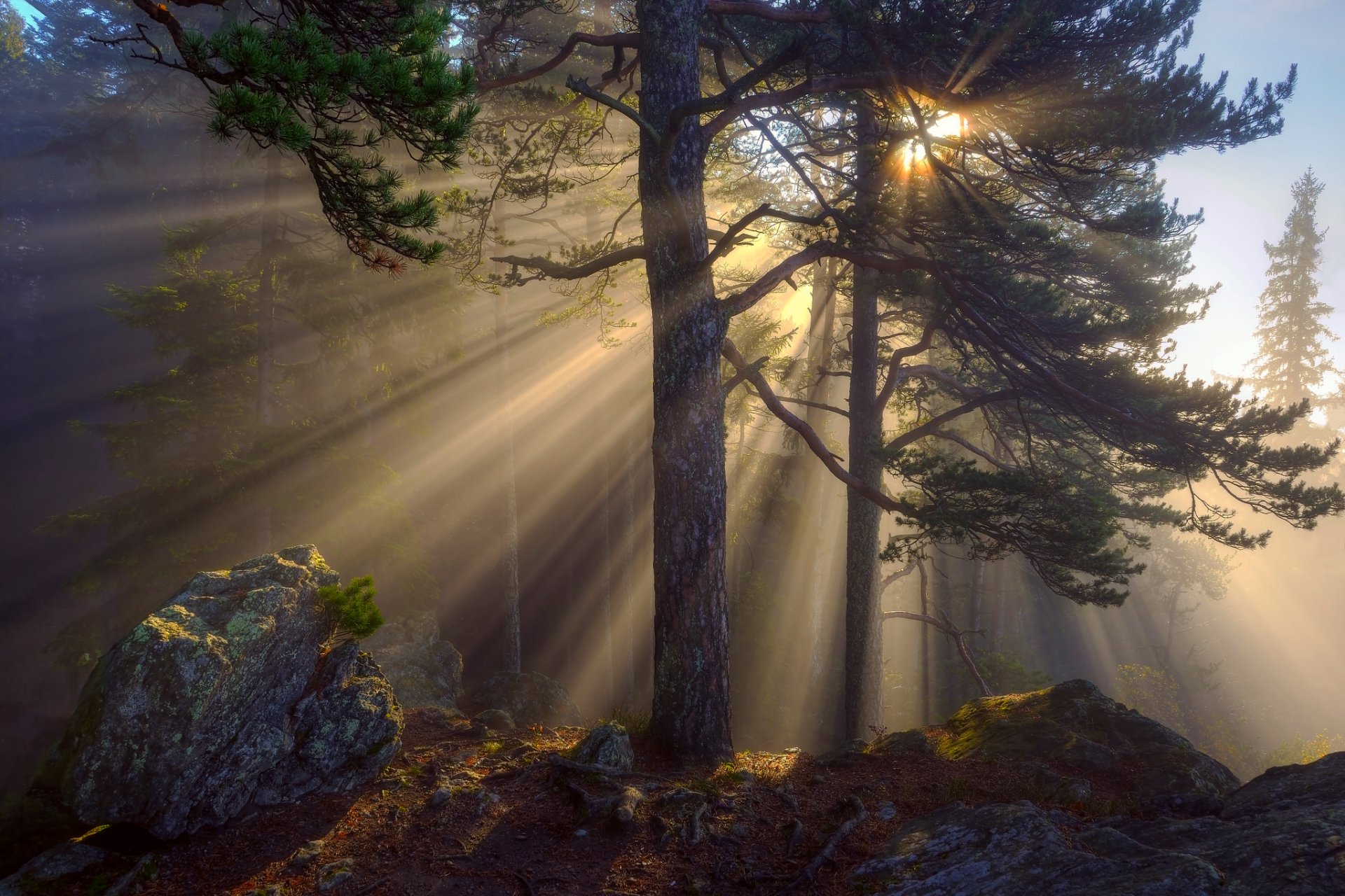 nature forêt matin lumière rayons soleil arbres pierres