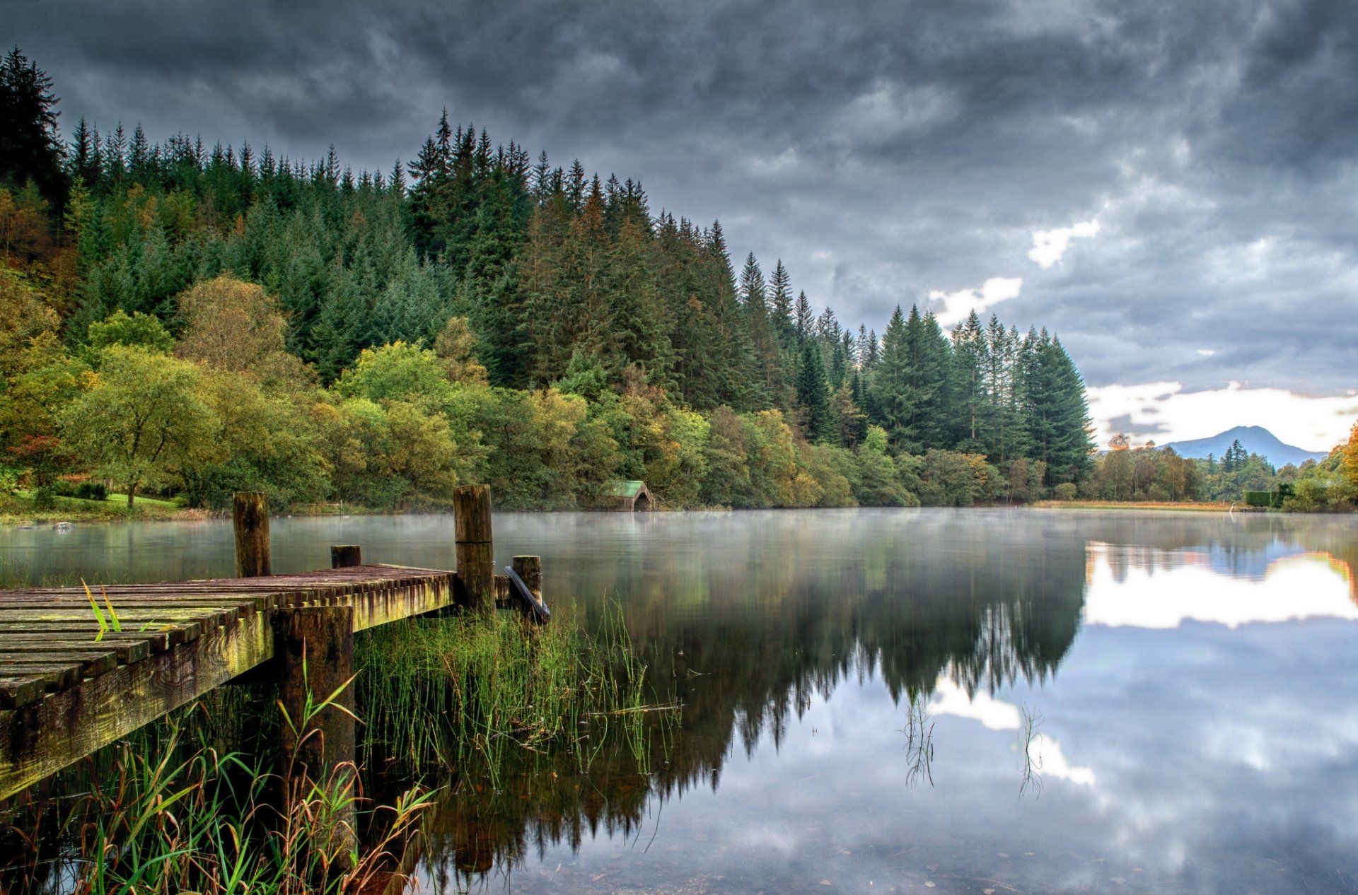 lago molo foresta alberi mattina foschia