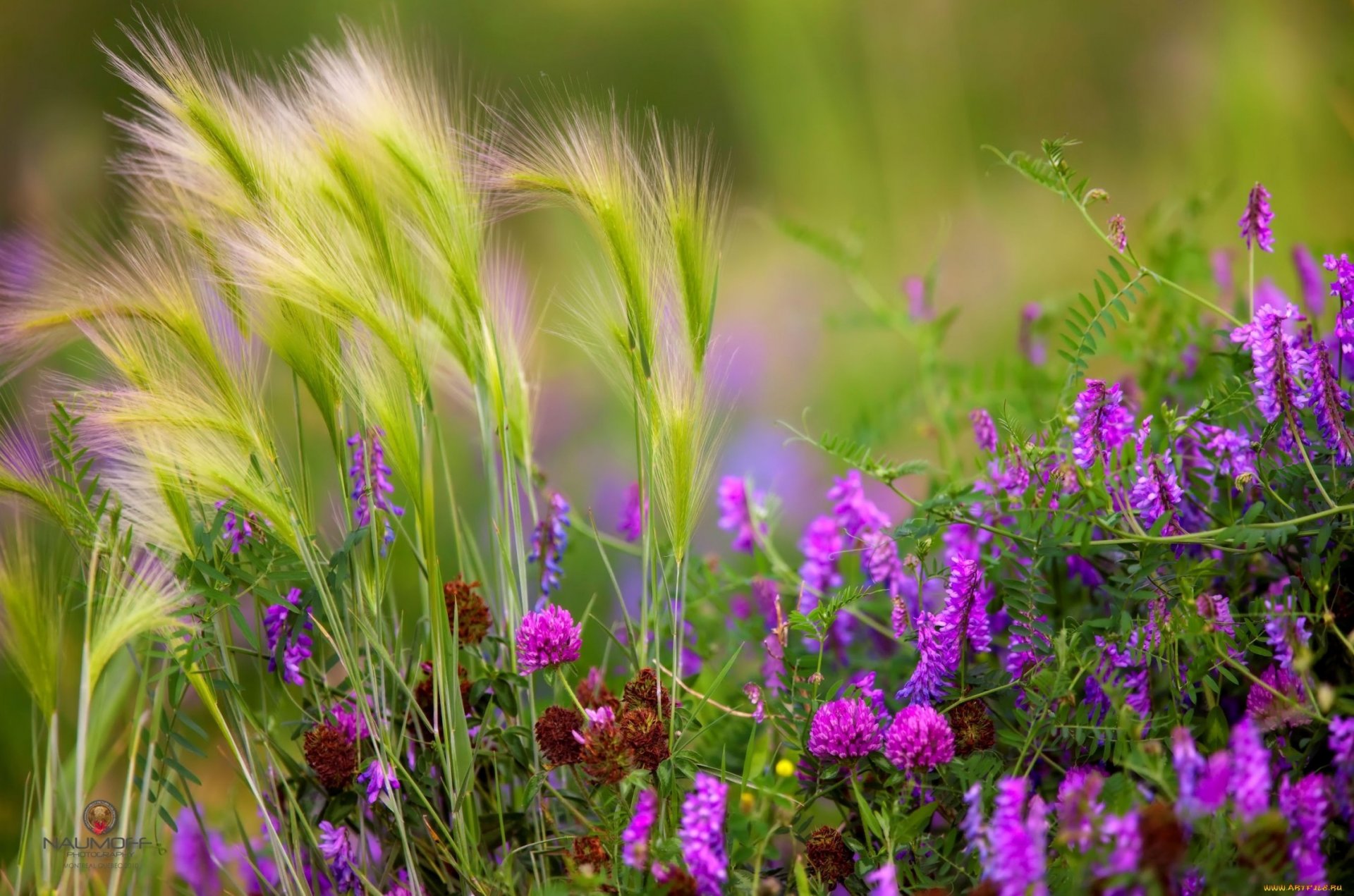 pikes flower field clover peas grass sheets stems summer