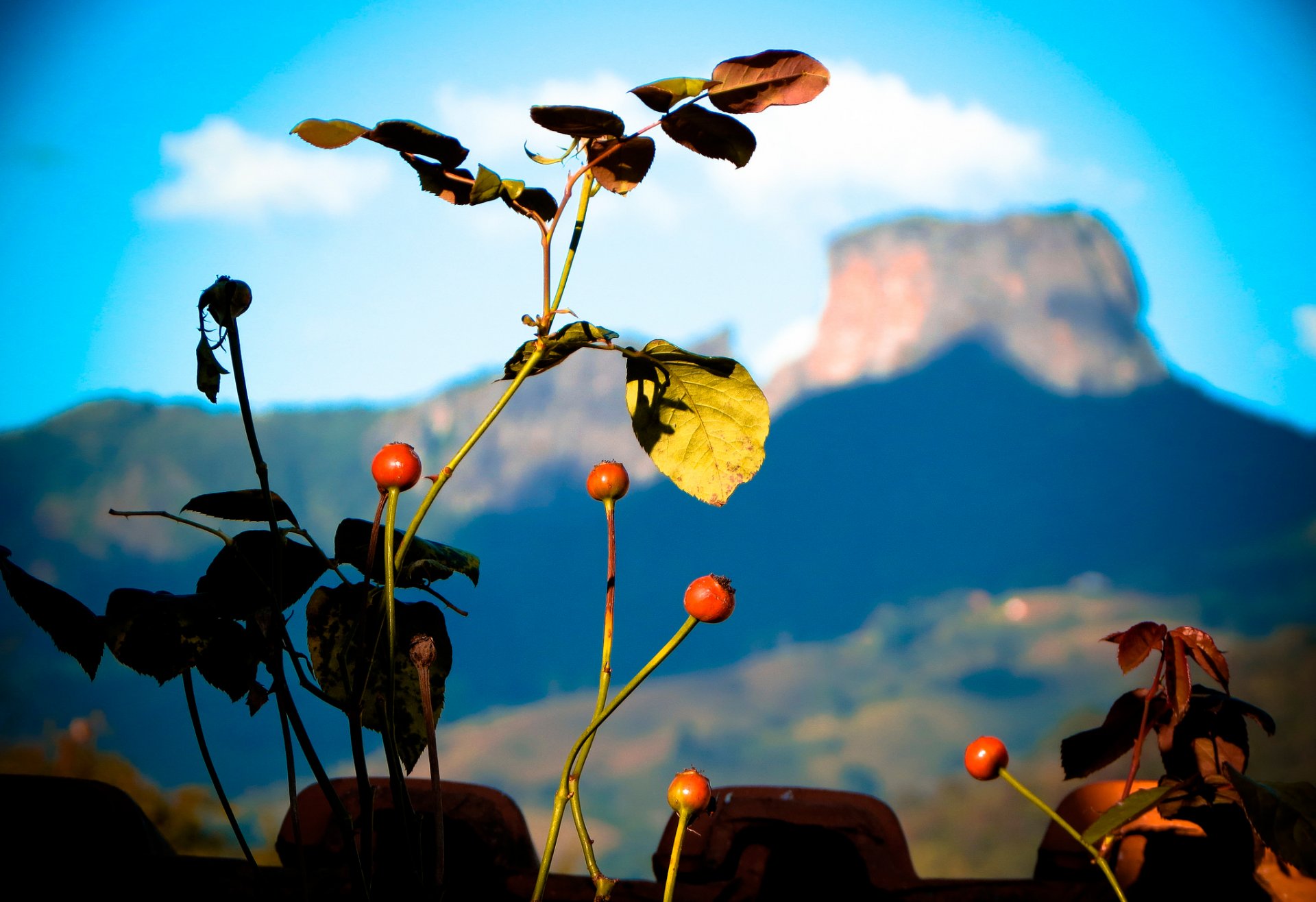 ciel montagne plante fruits baies feuilles