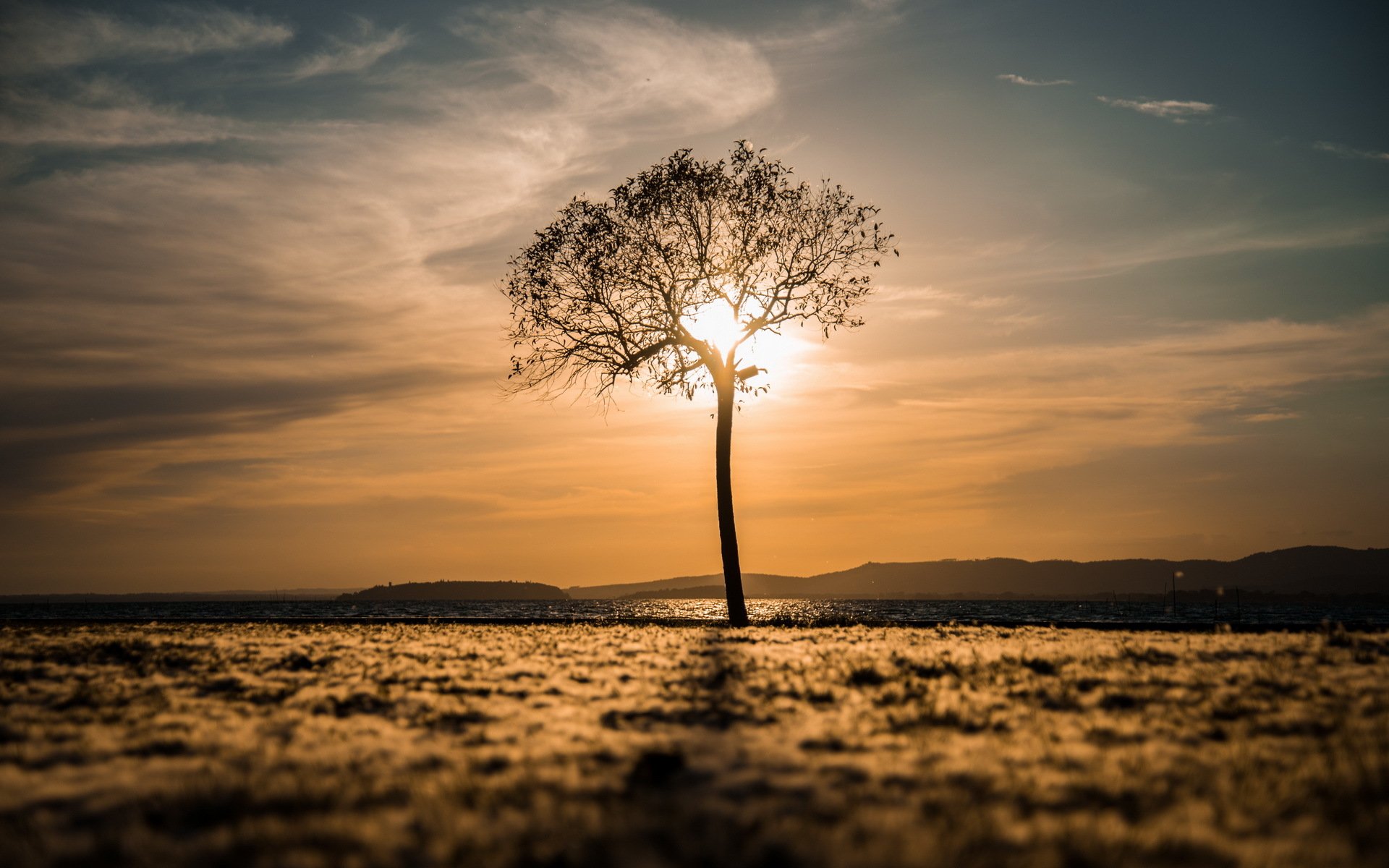 albero campo mattina paesaggio