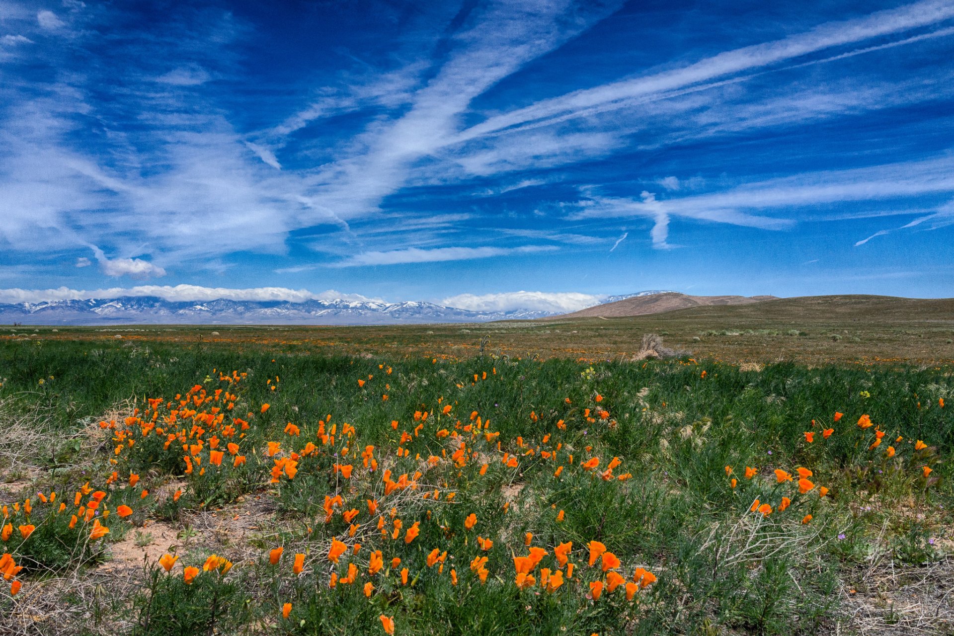 himmel wolken berge wiese gras blumen mohnblumen