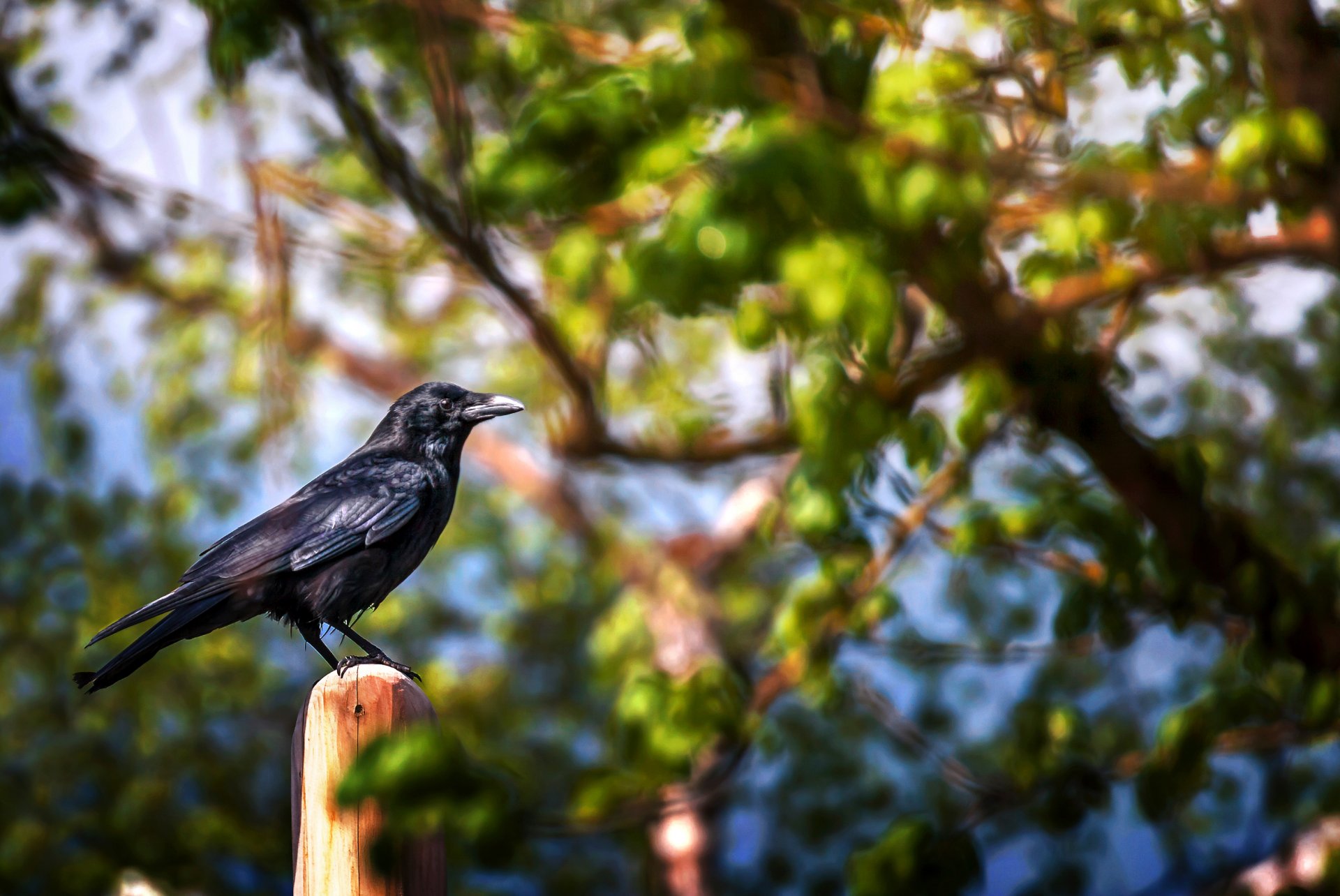 landing spot branches leaves poultry processing