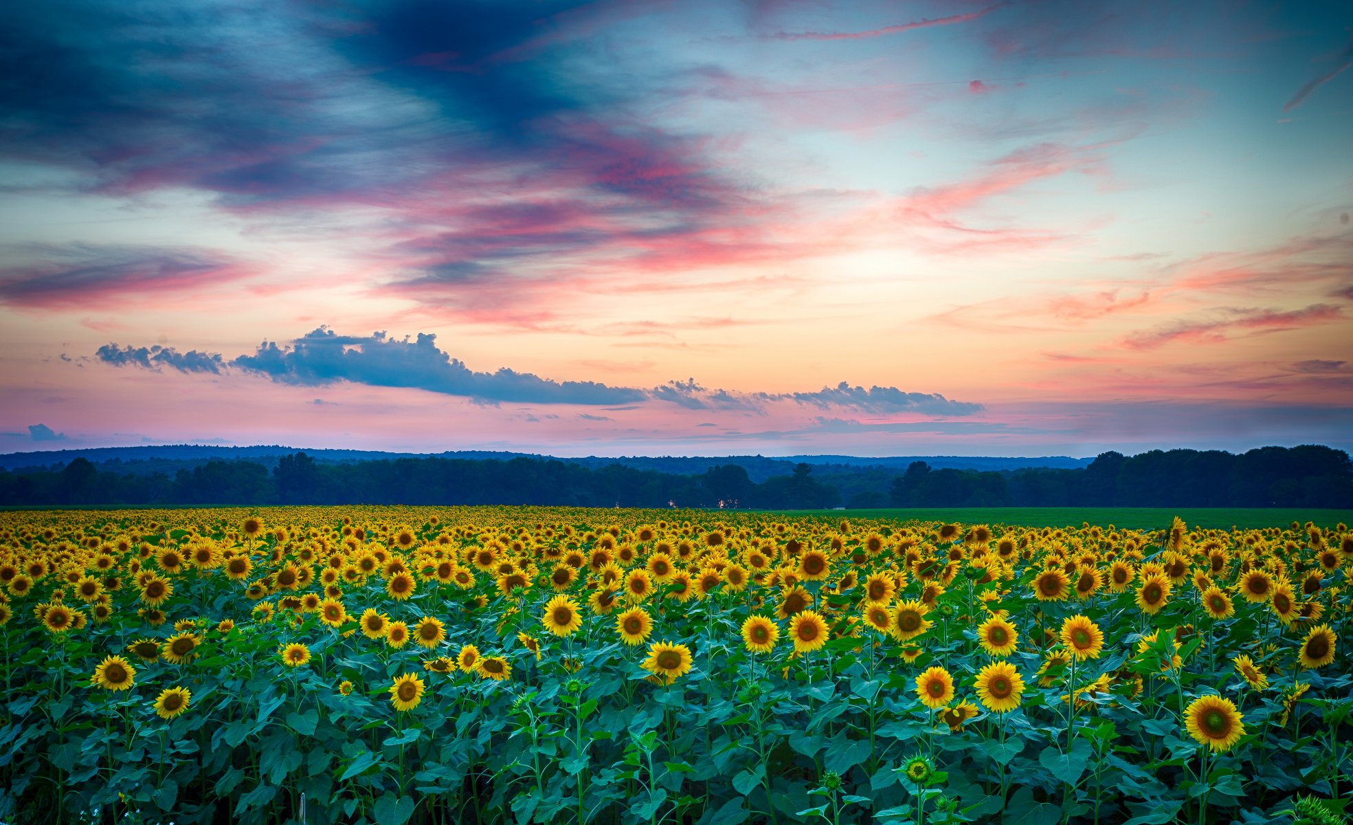 tournesols champ soir coucher de soleil nuages été nature paysage